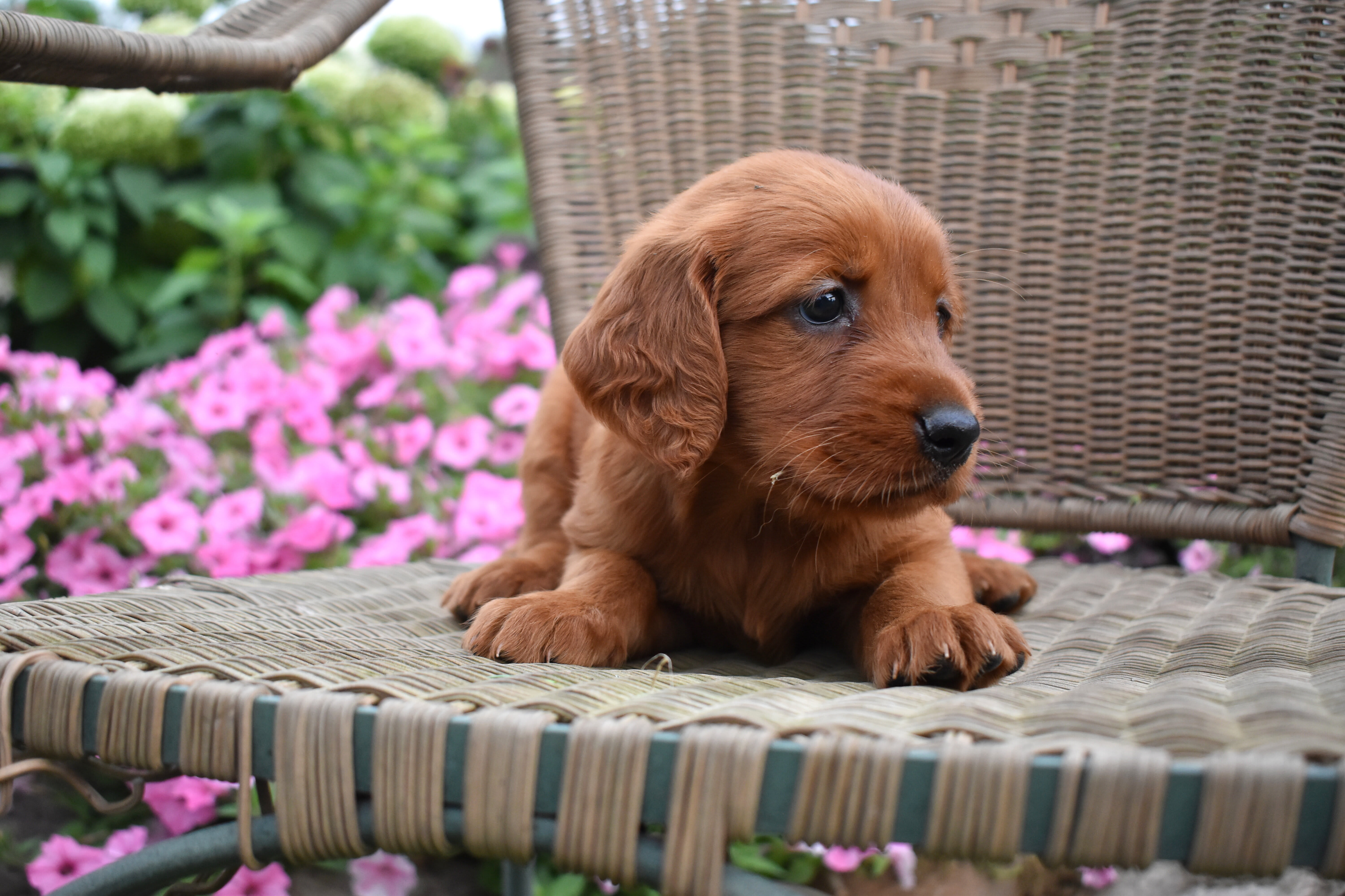puppy