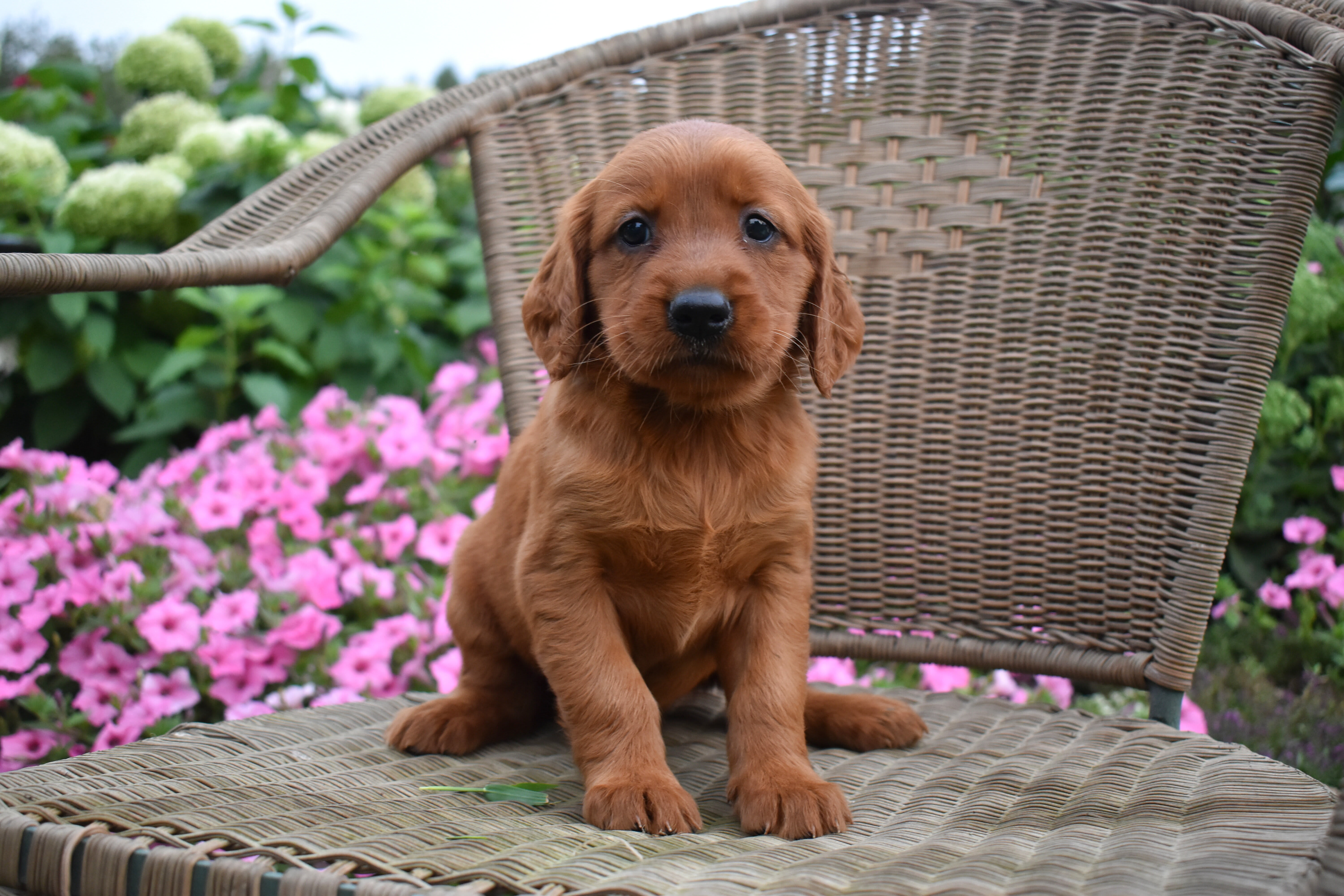 puppy