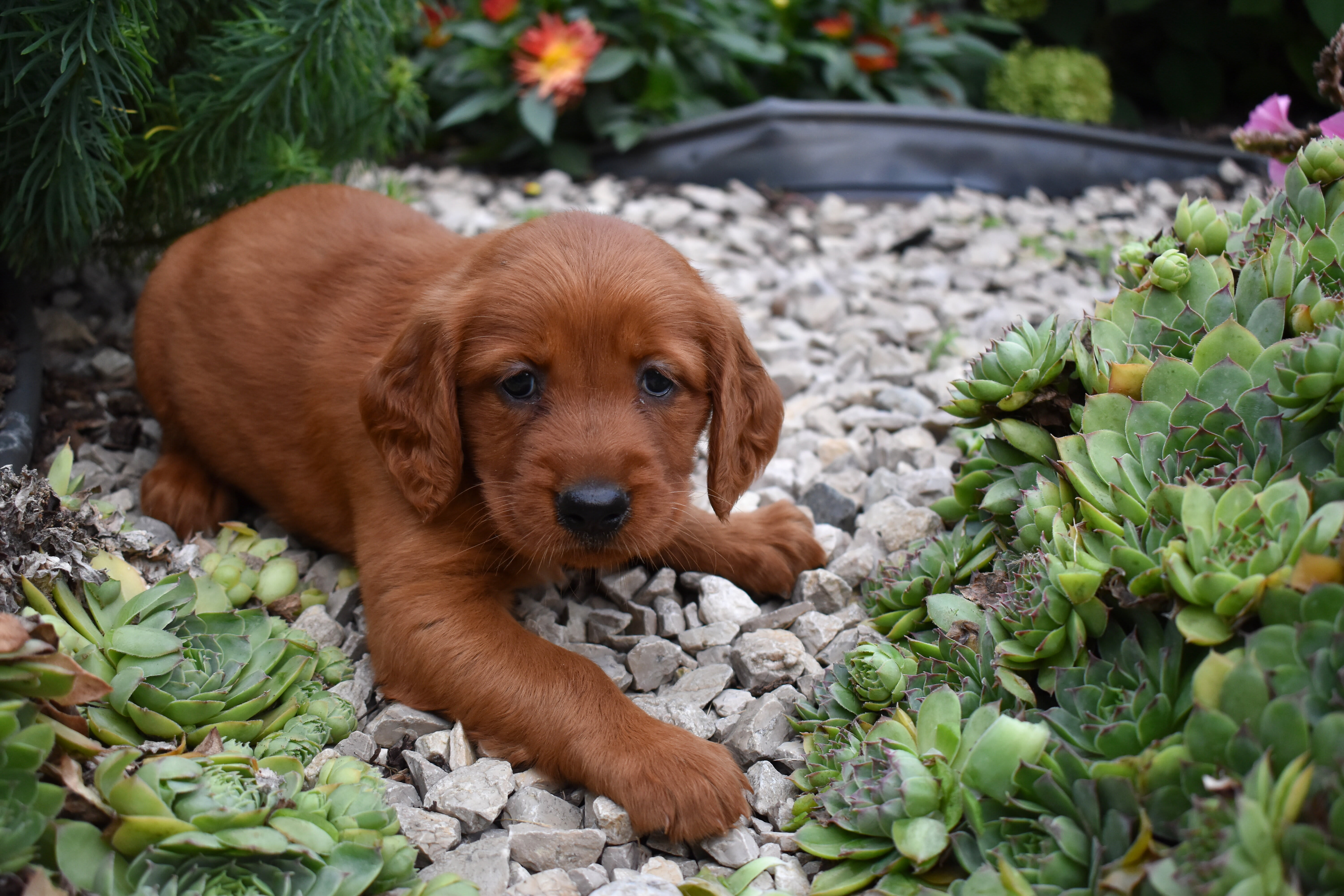 puppy