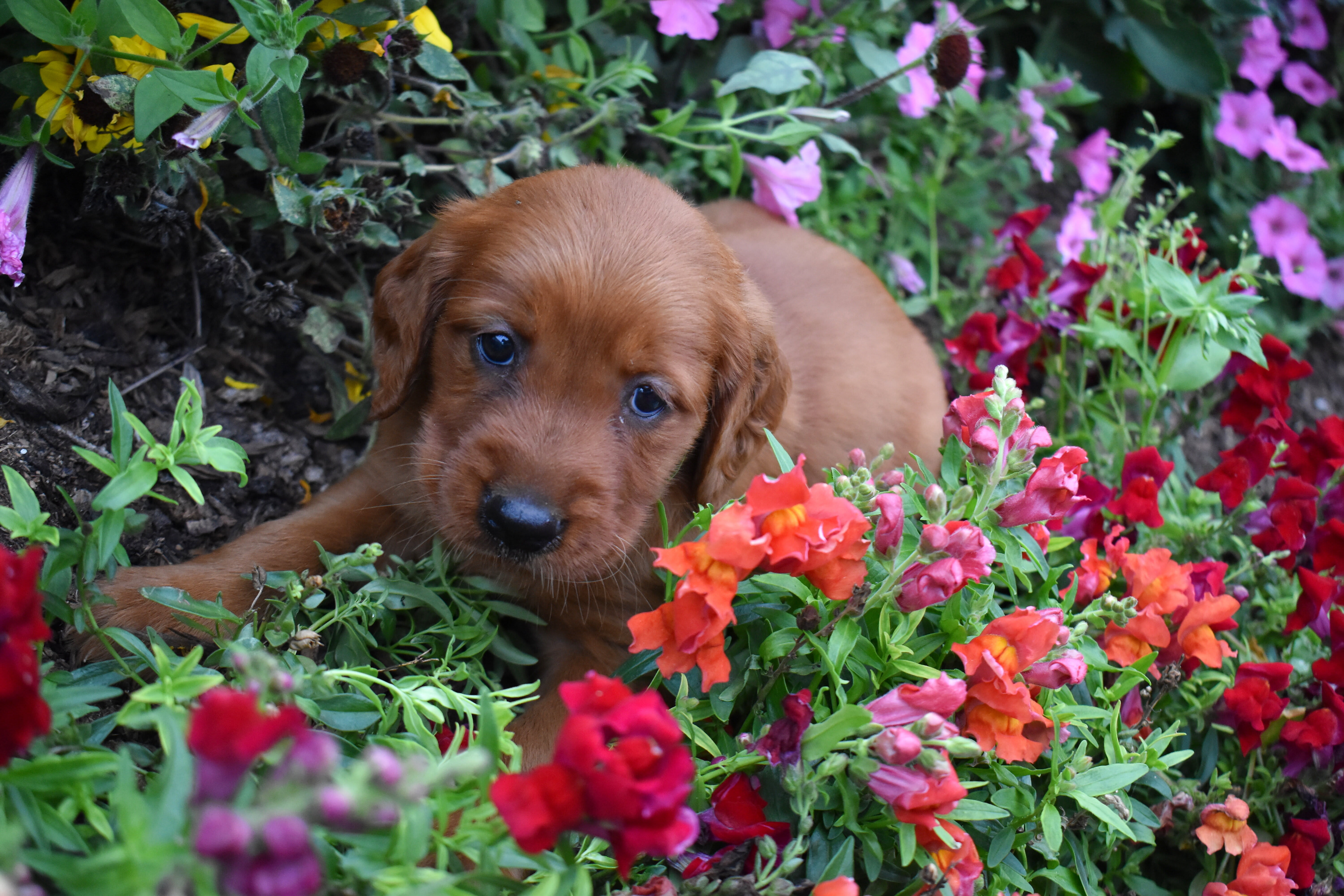 puppy