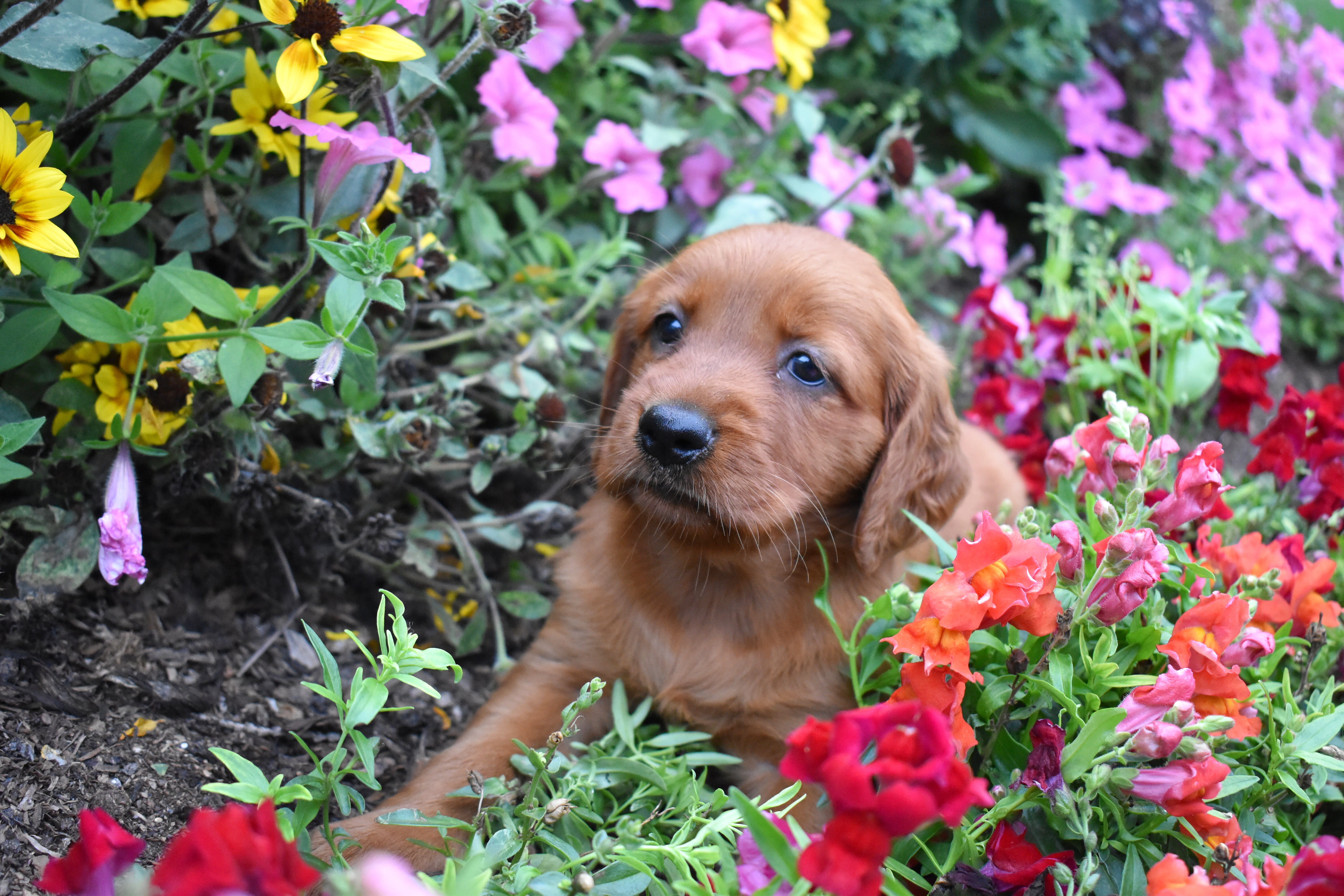 puppy