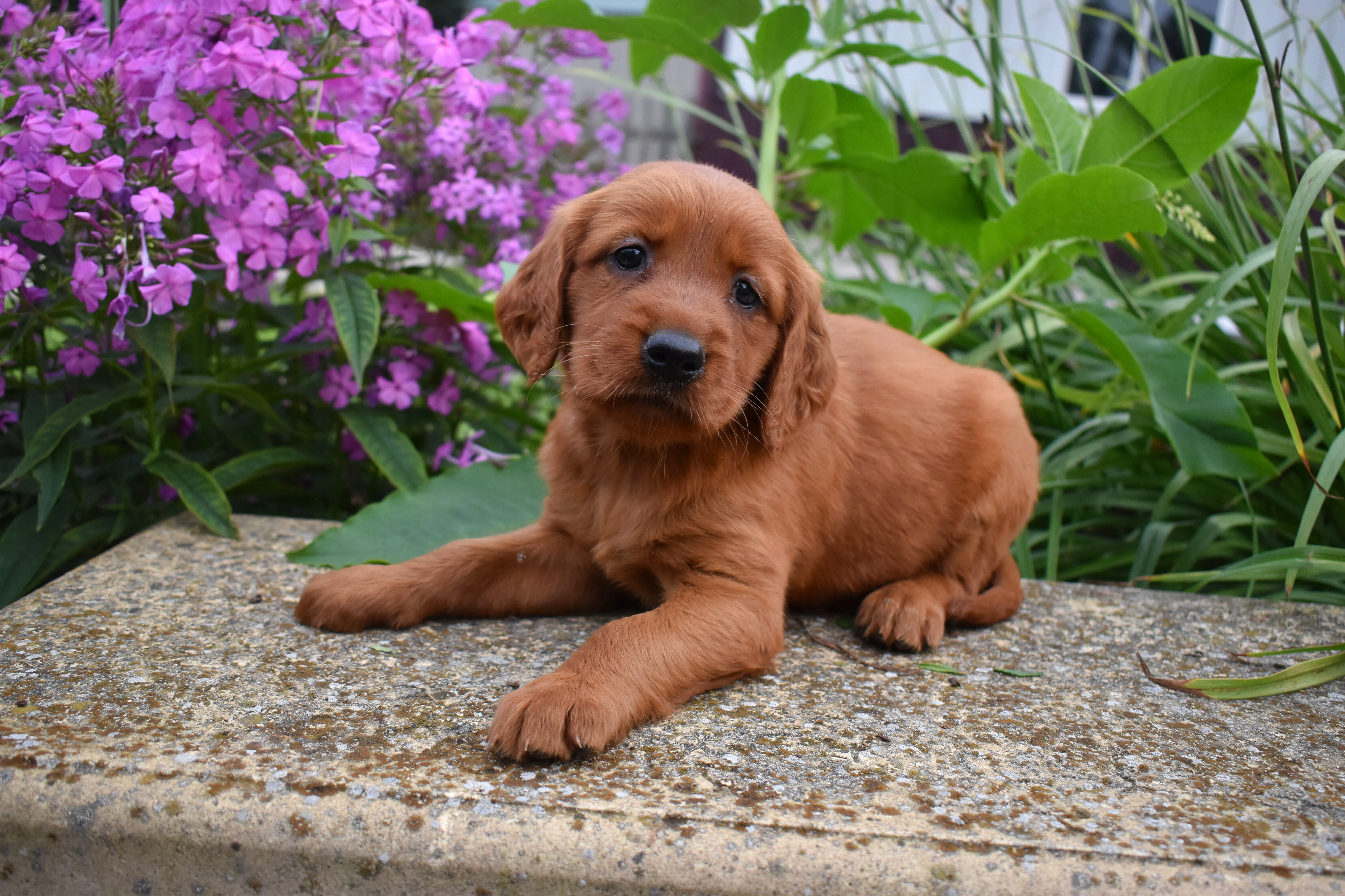 puppy