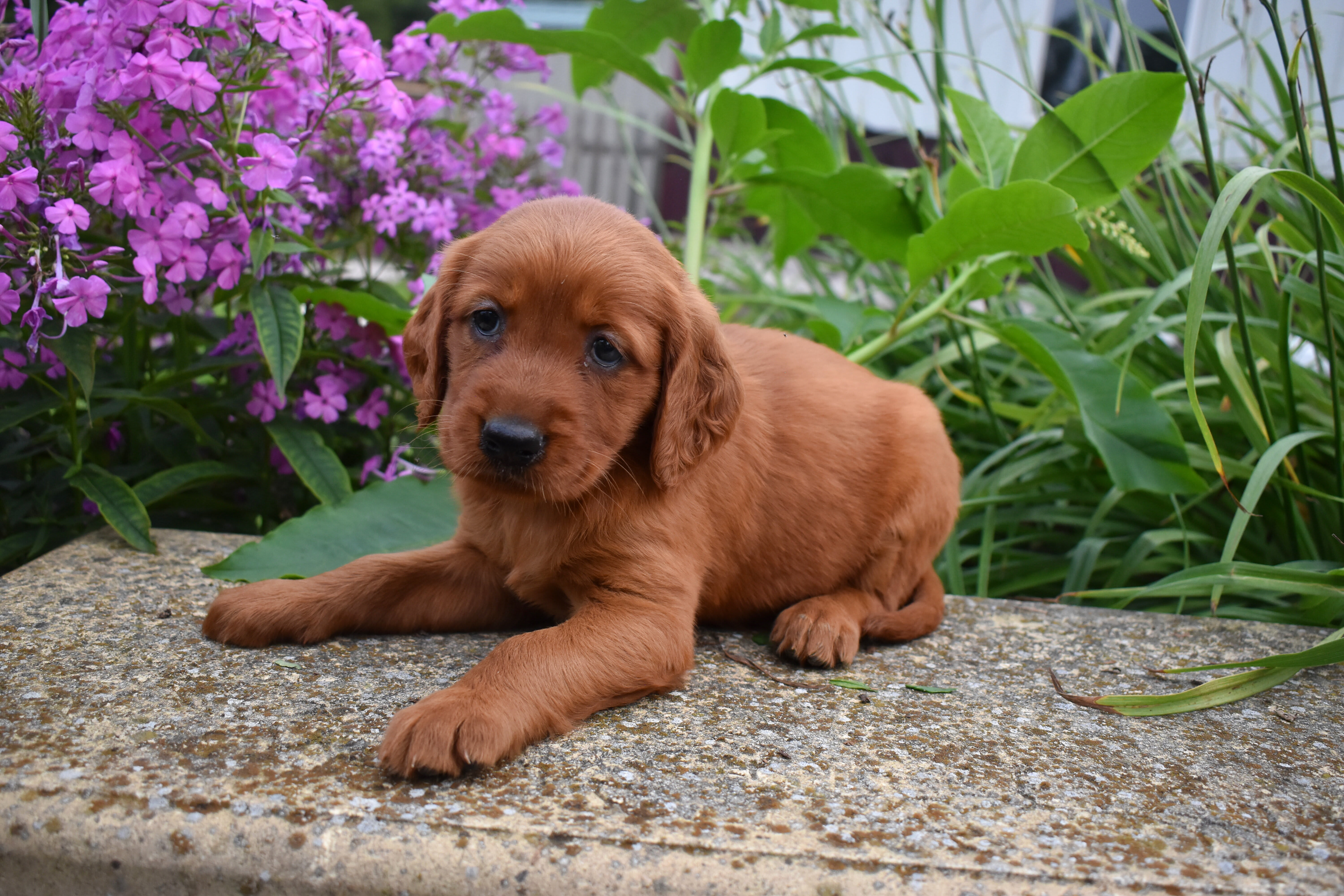 puppy