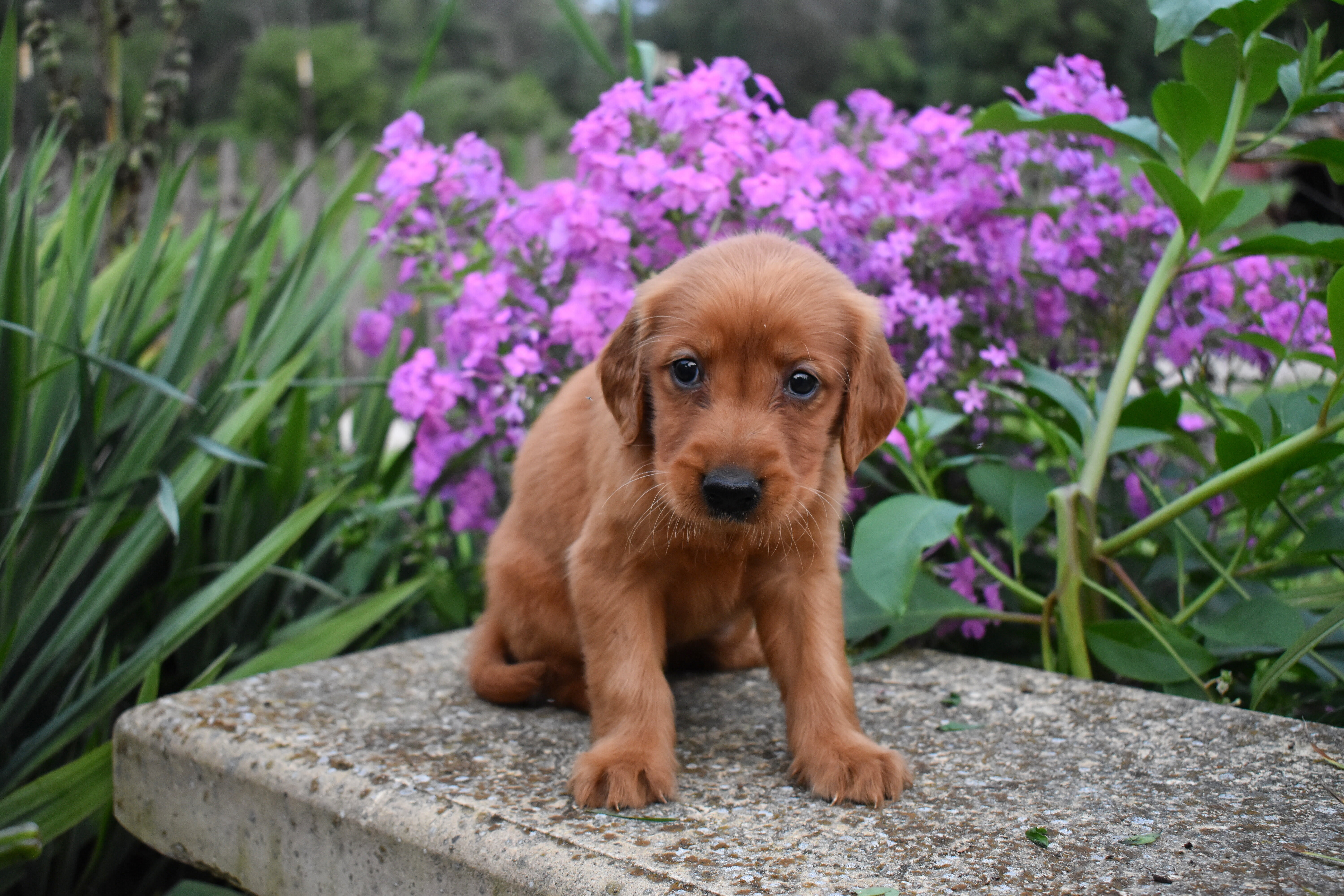 puppy