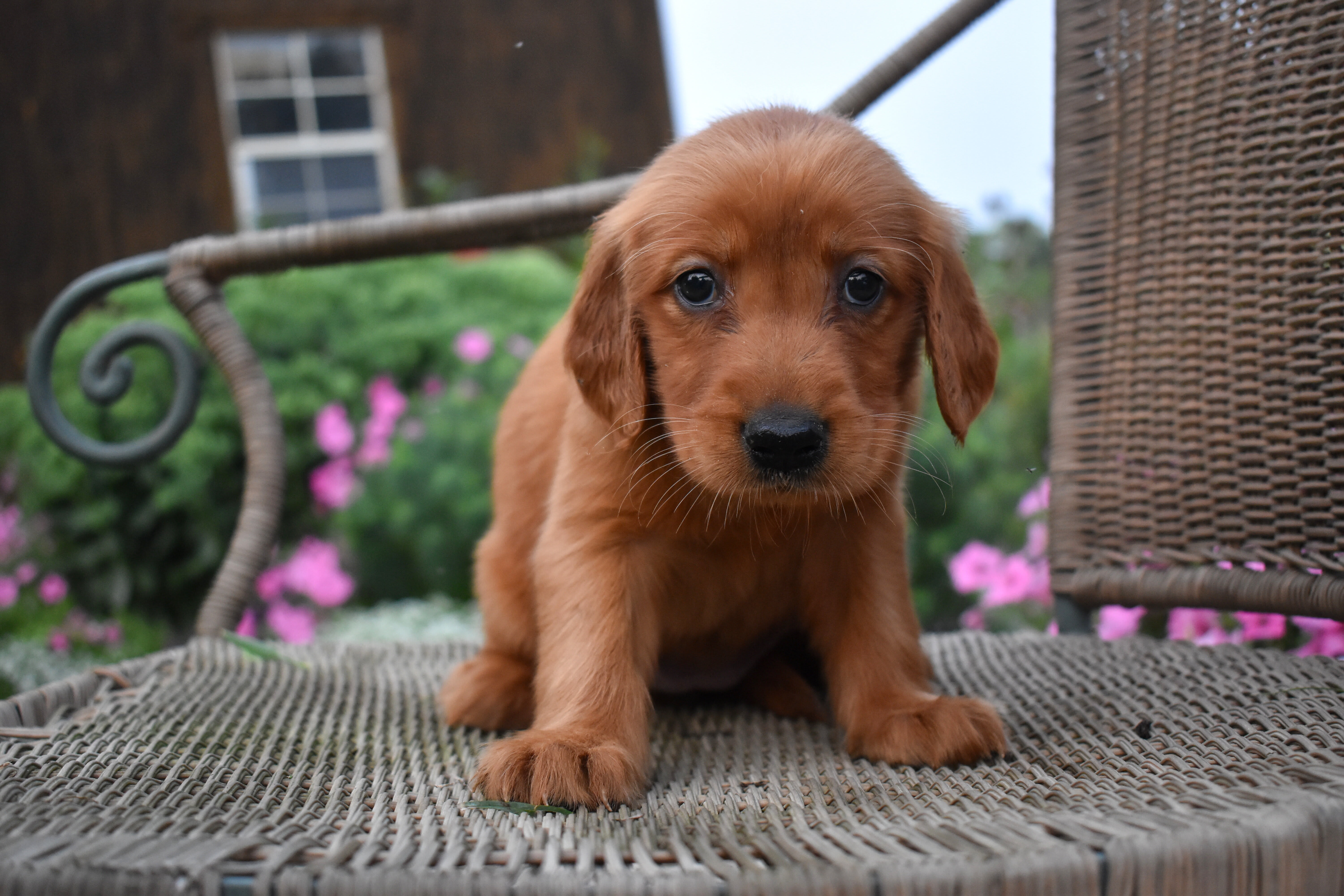 puppy