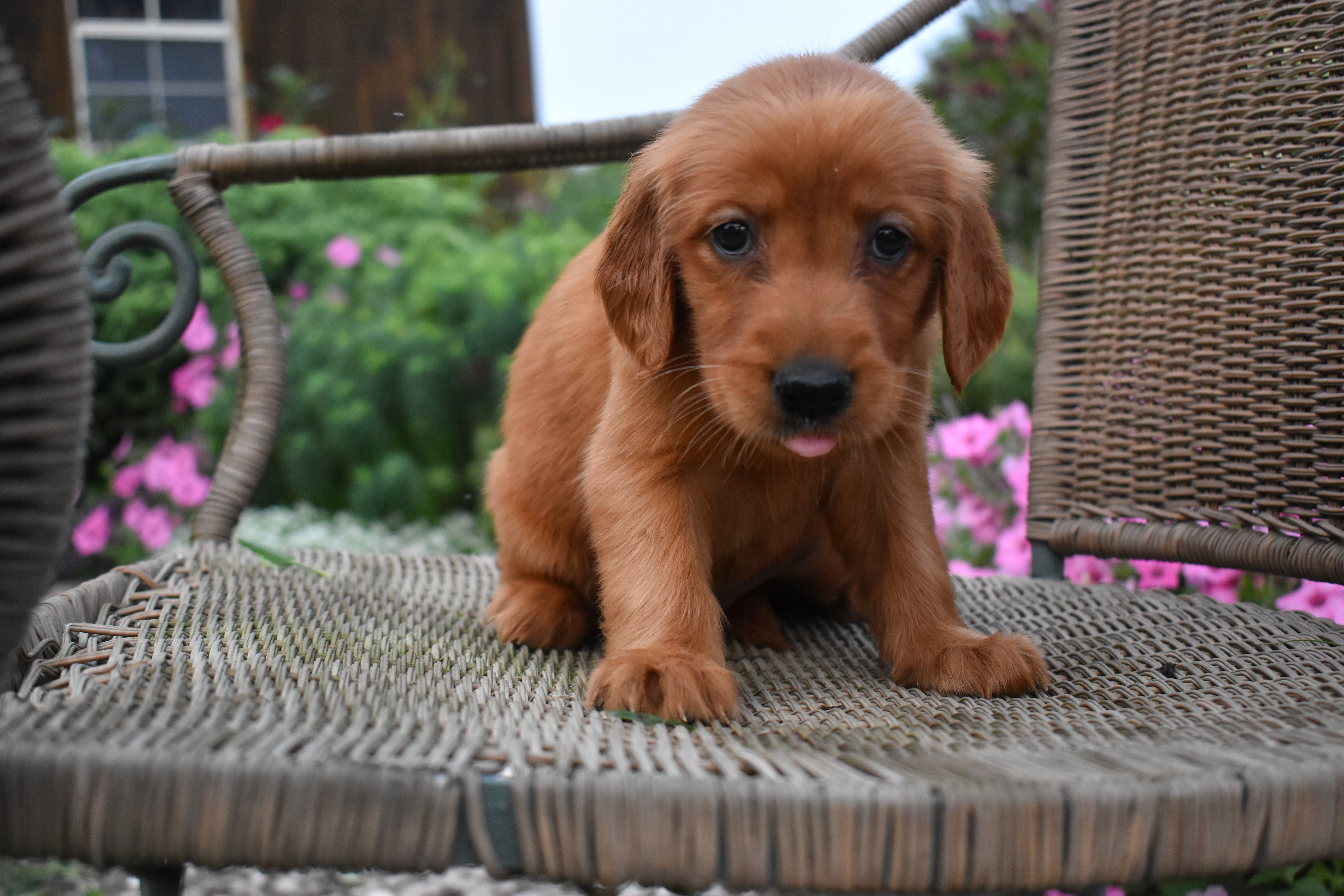 puppy