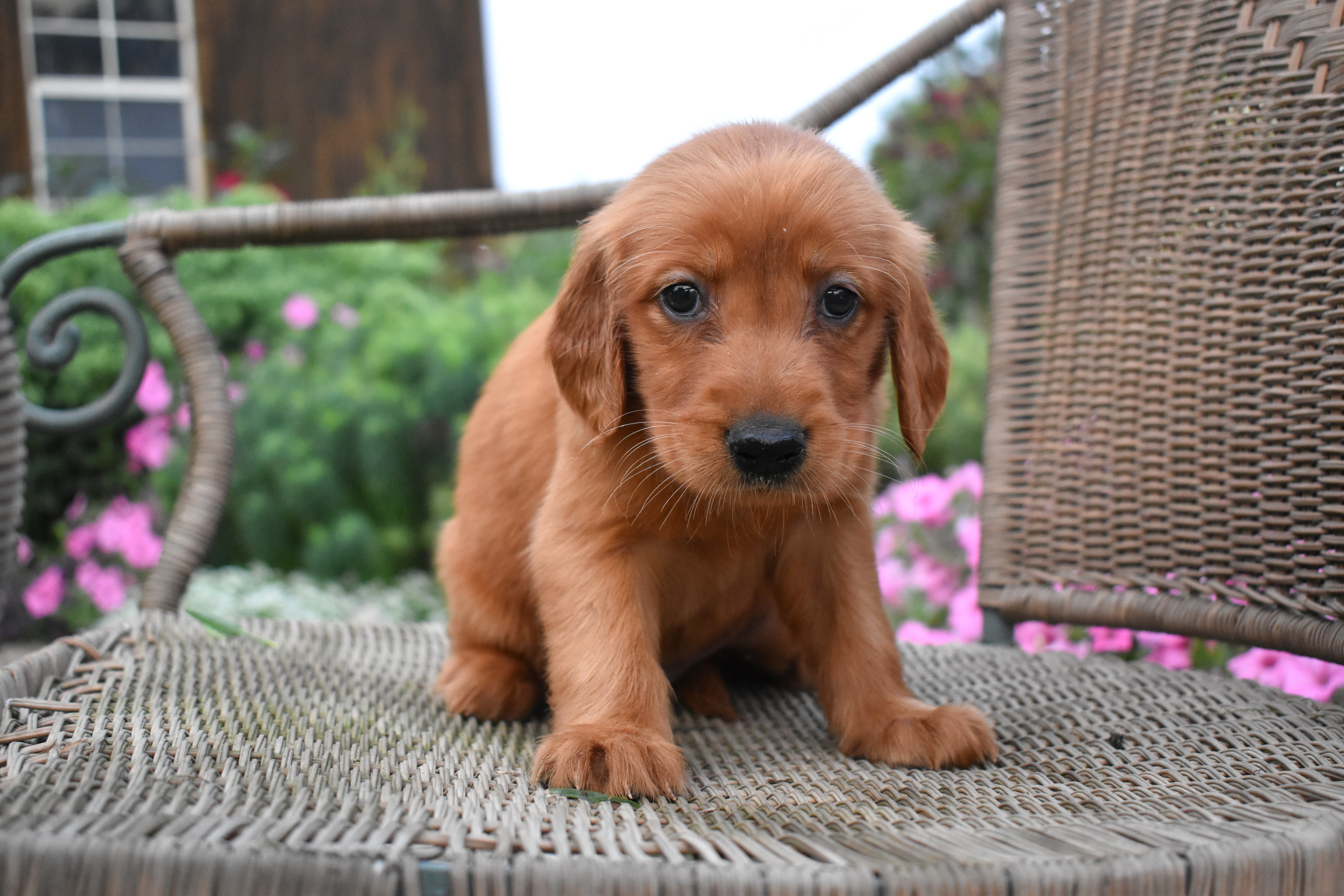puppy