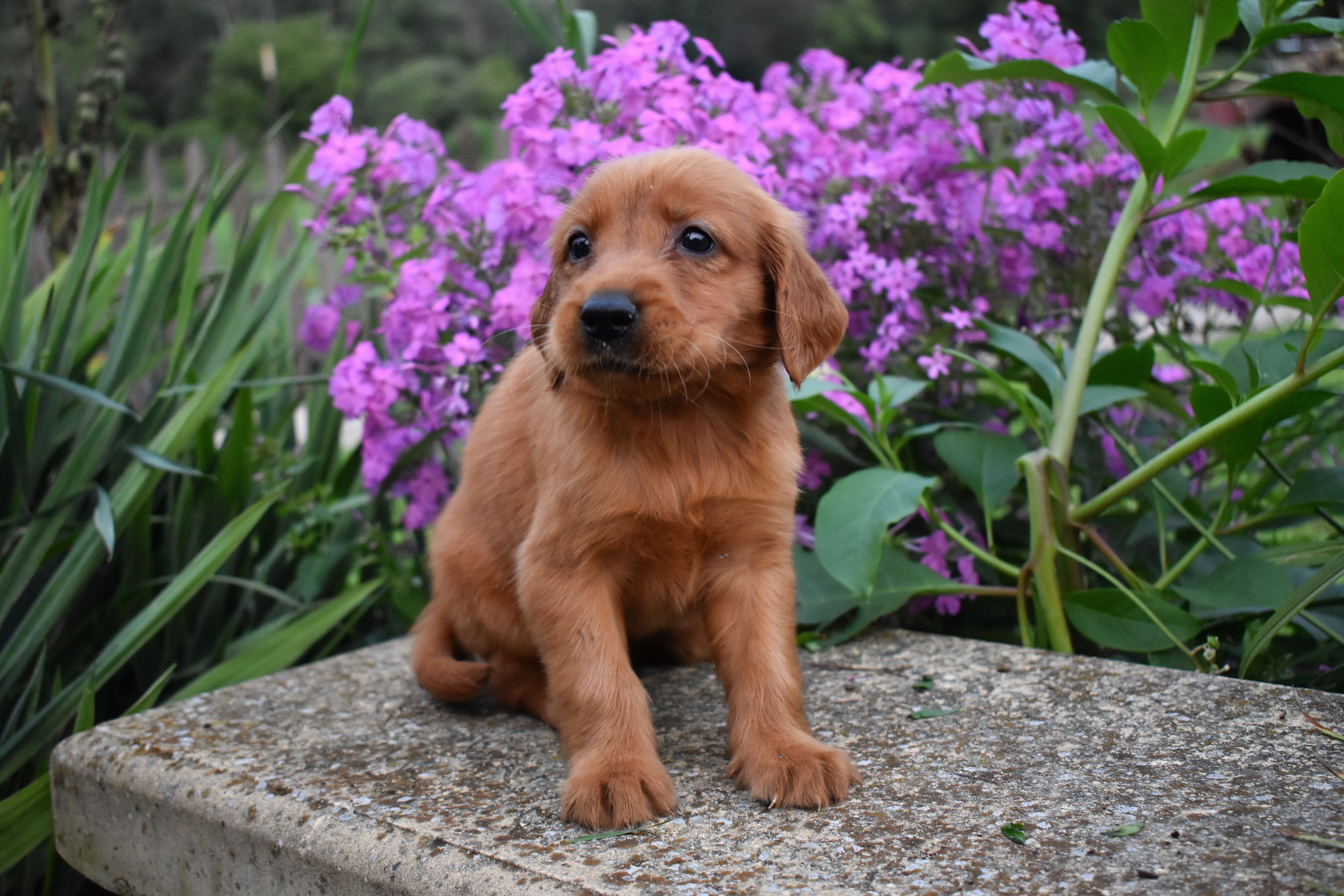 puppy