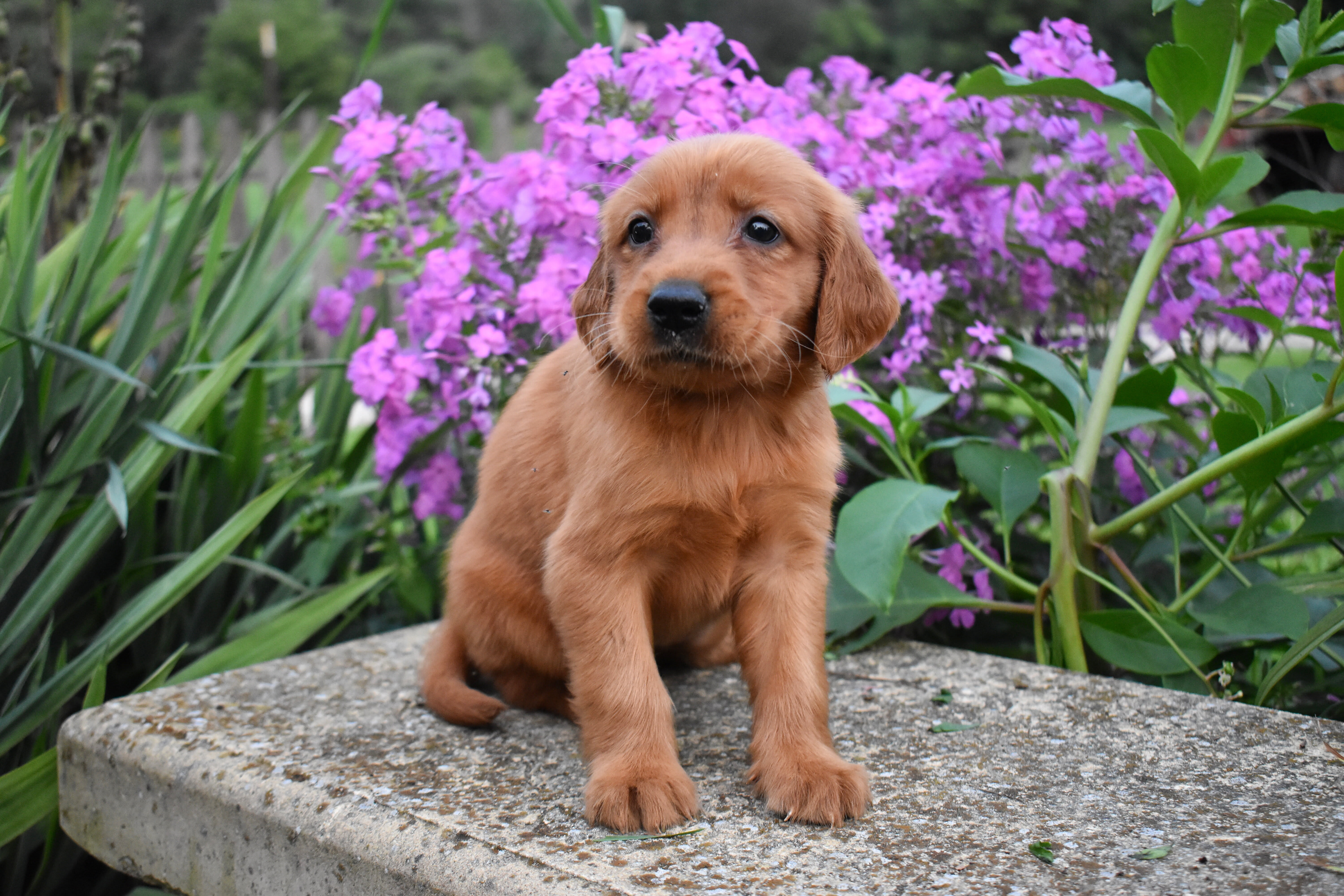 puppy