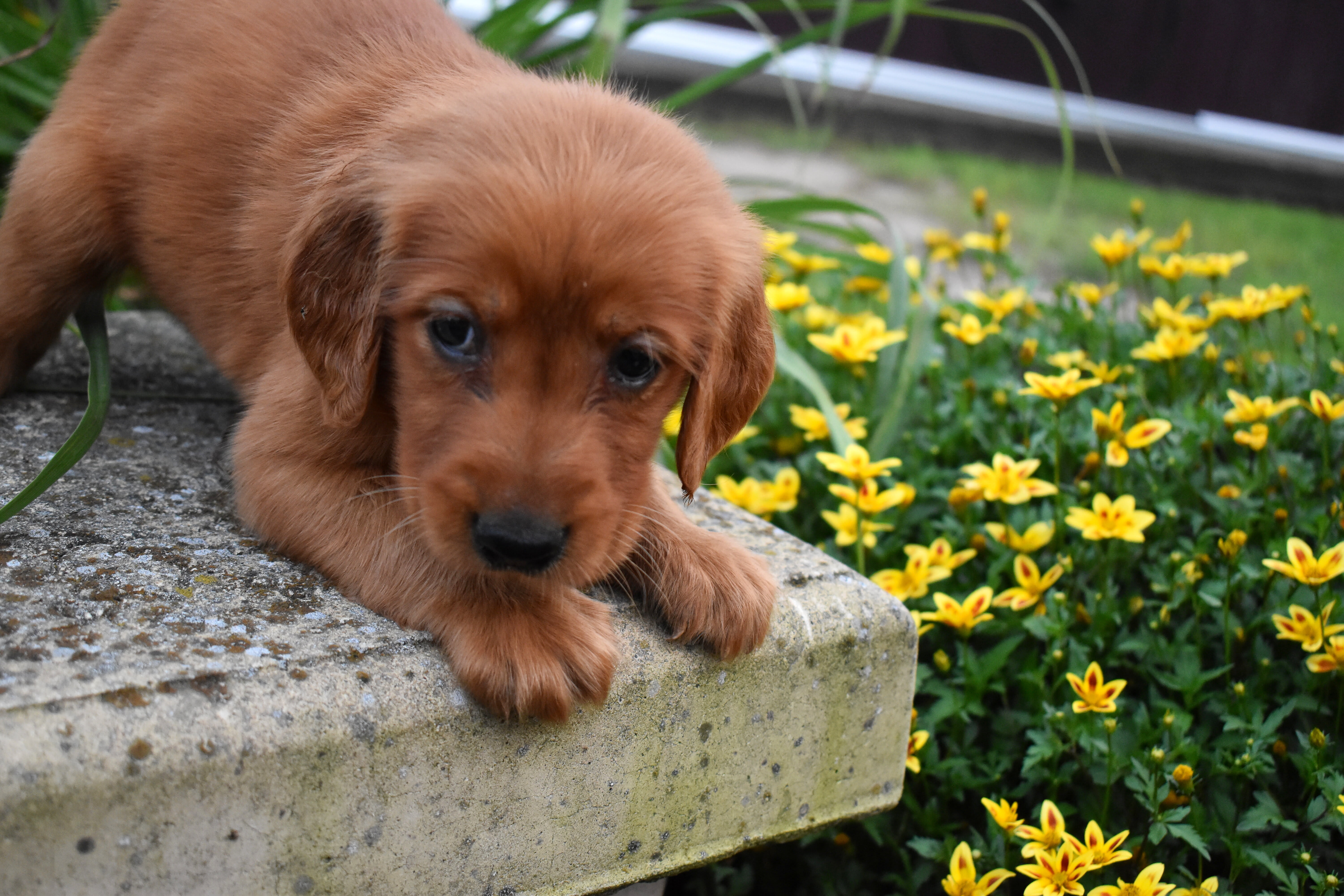 puppy