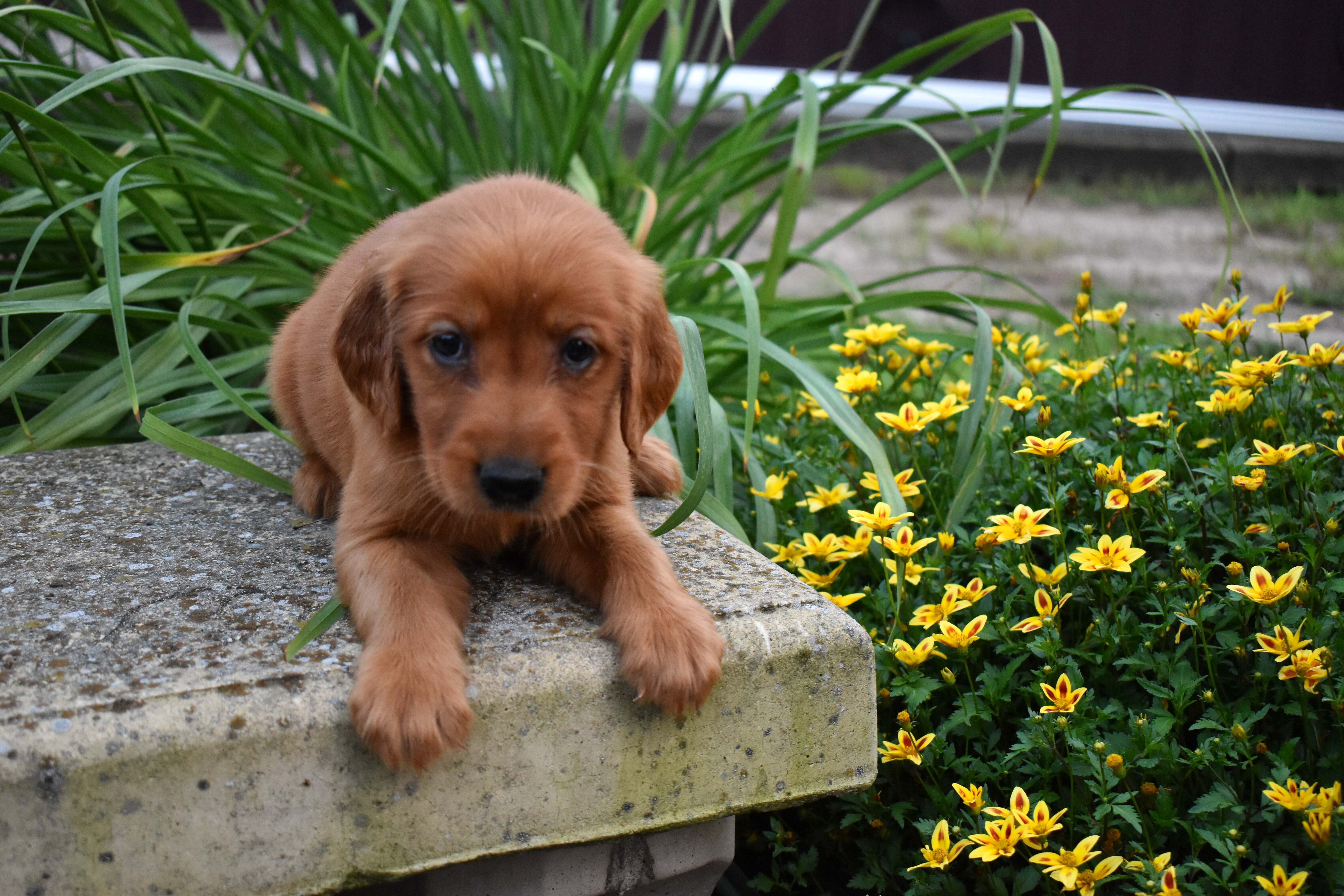 puppy