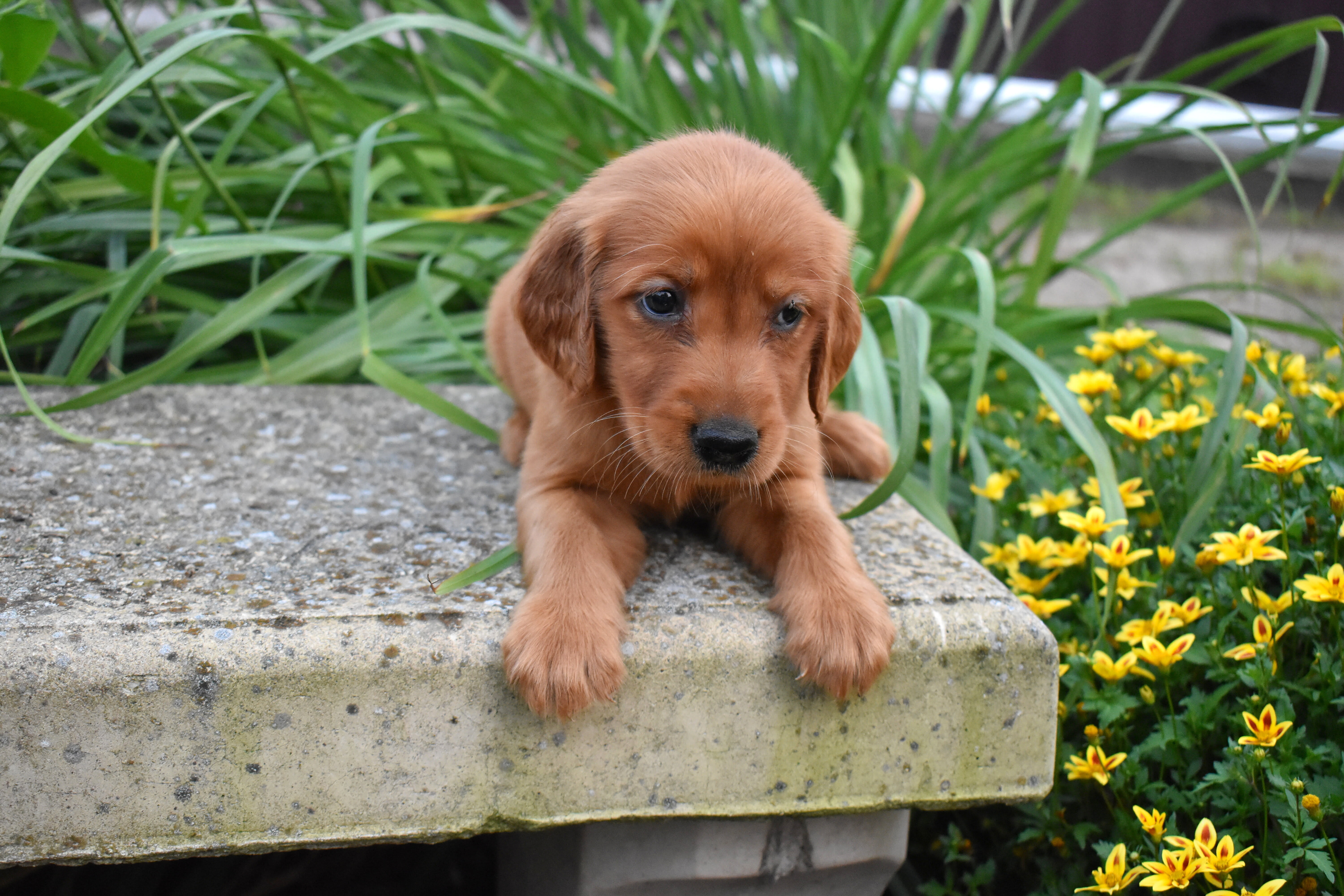 puppy