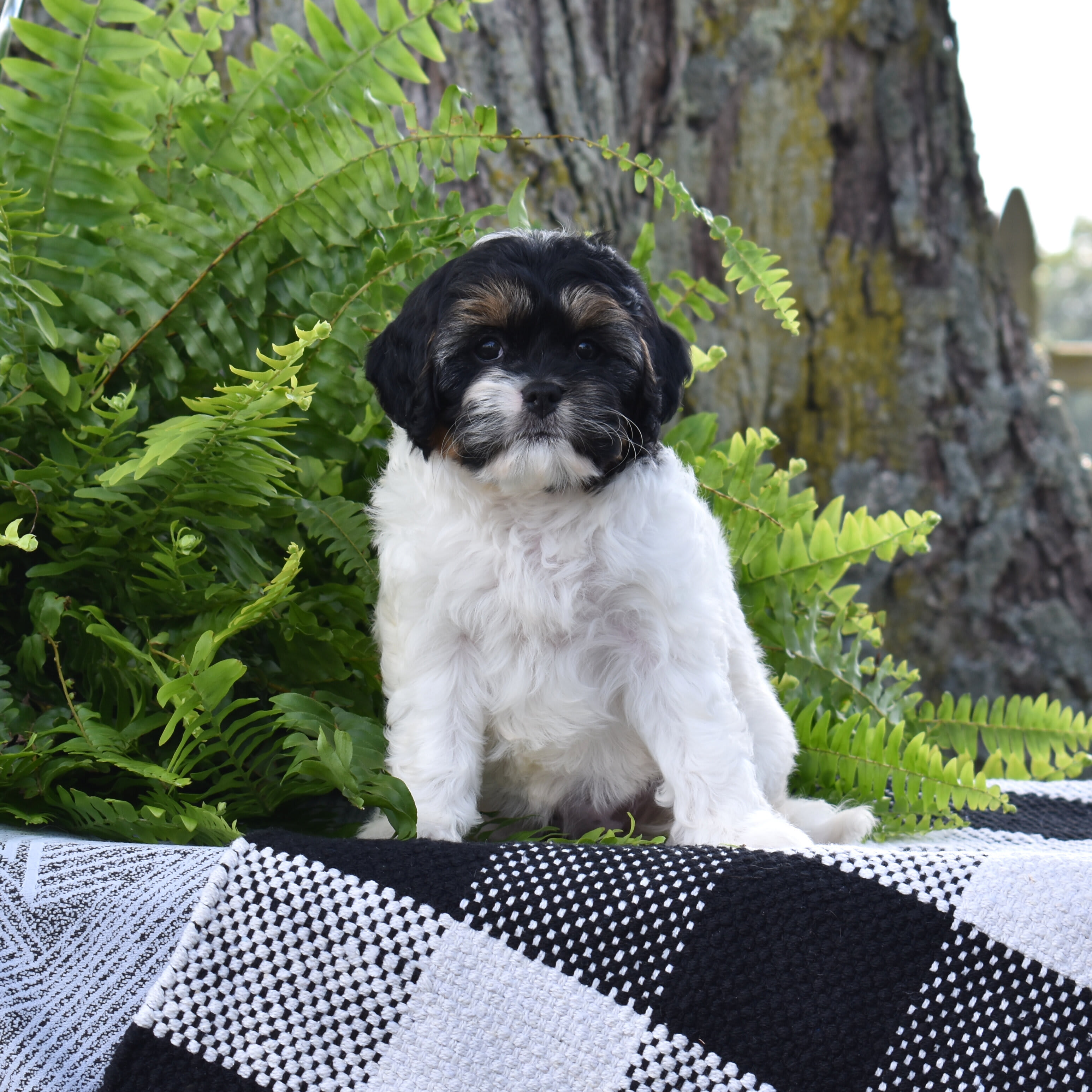 puppy