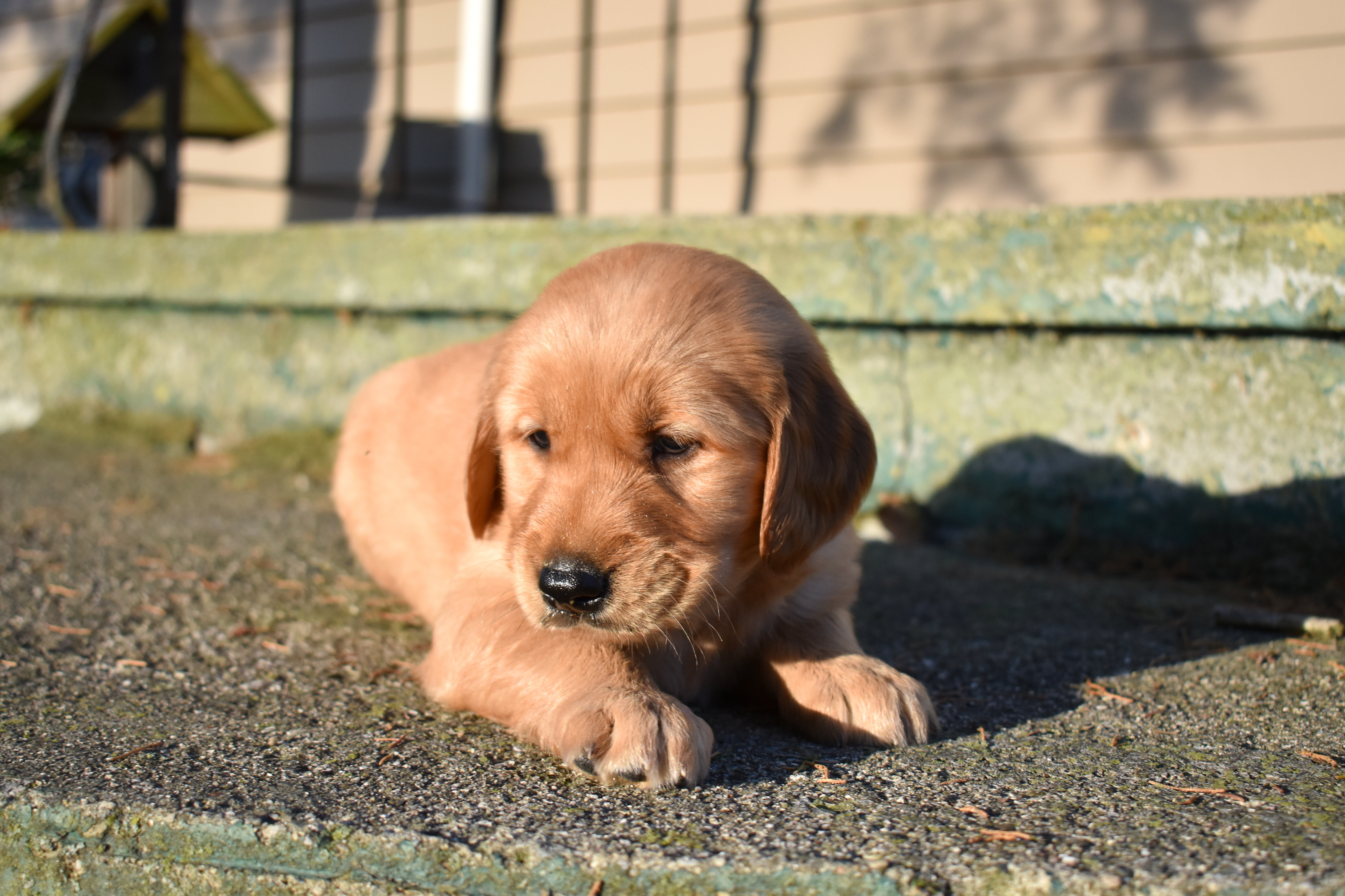 puppy