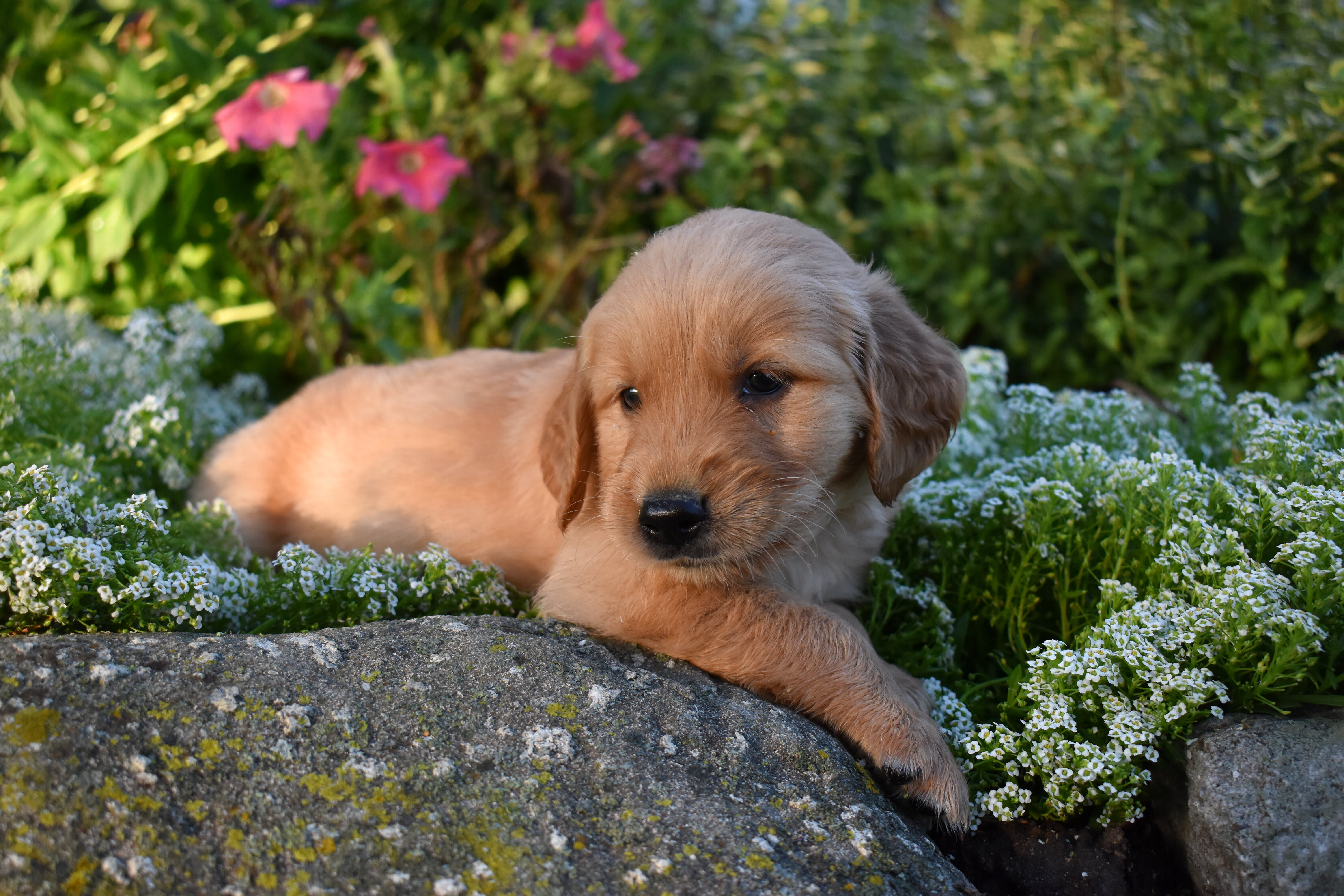 puppy