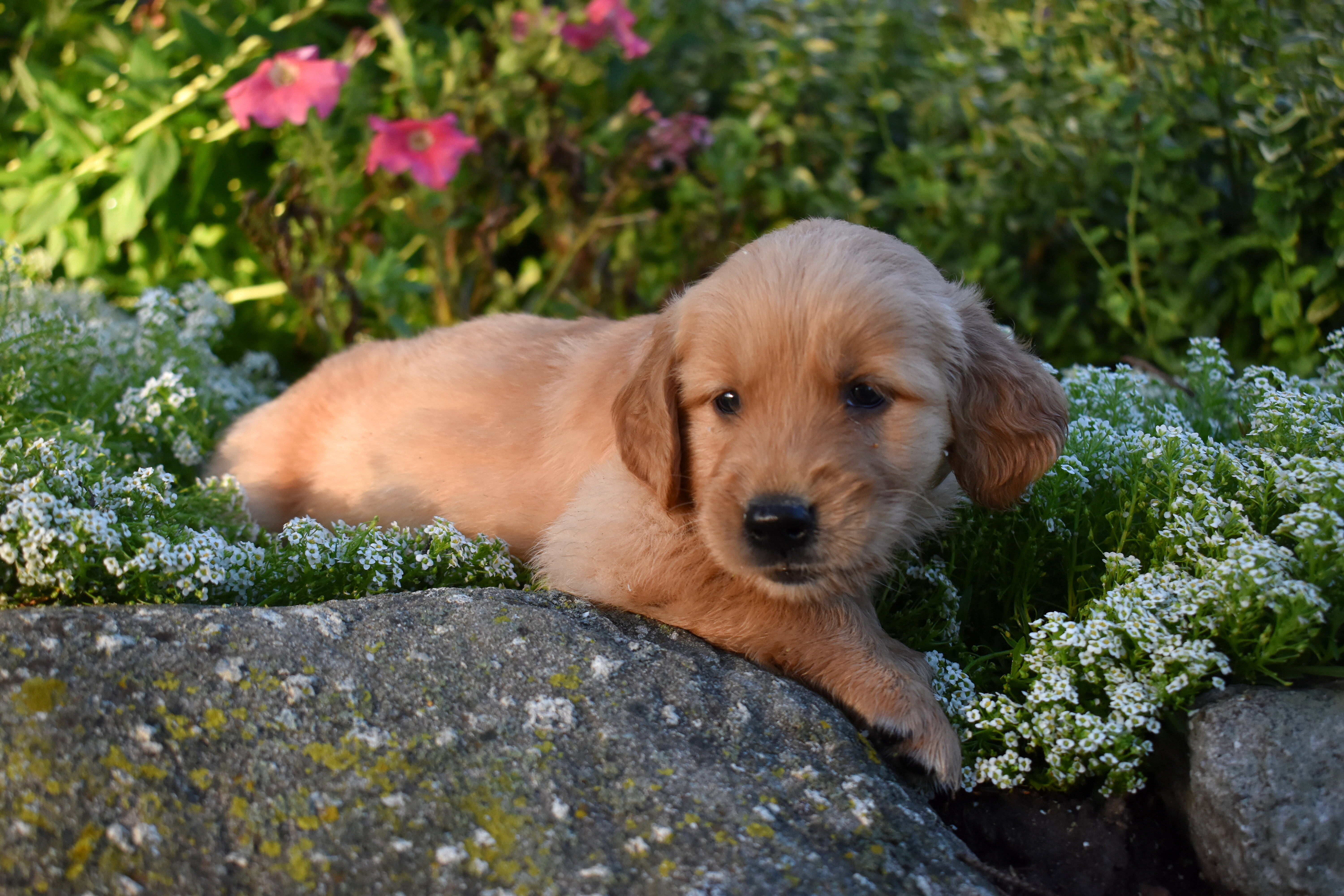 puppy