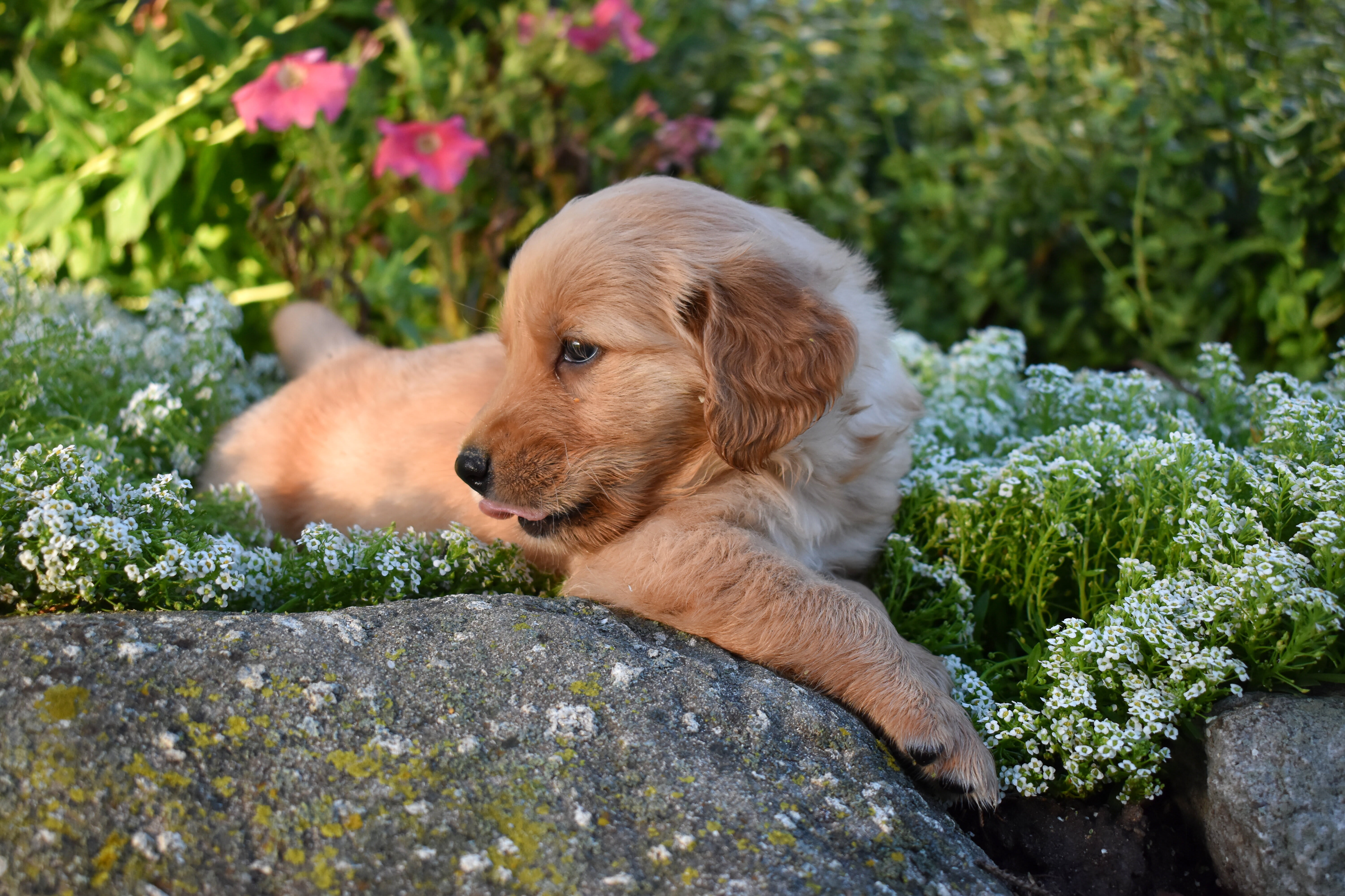 puppy
