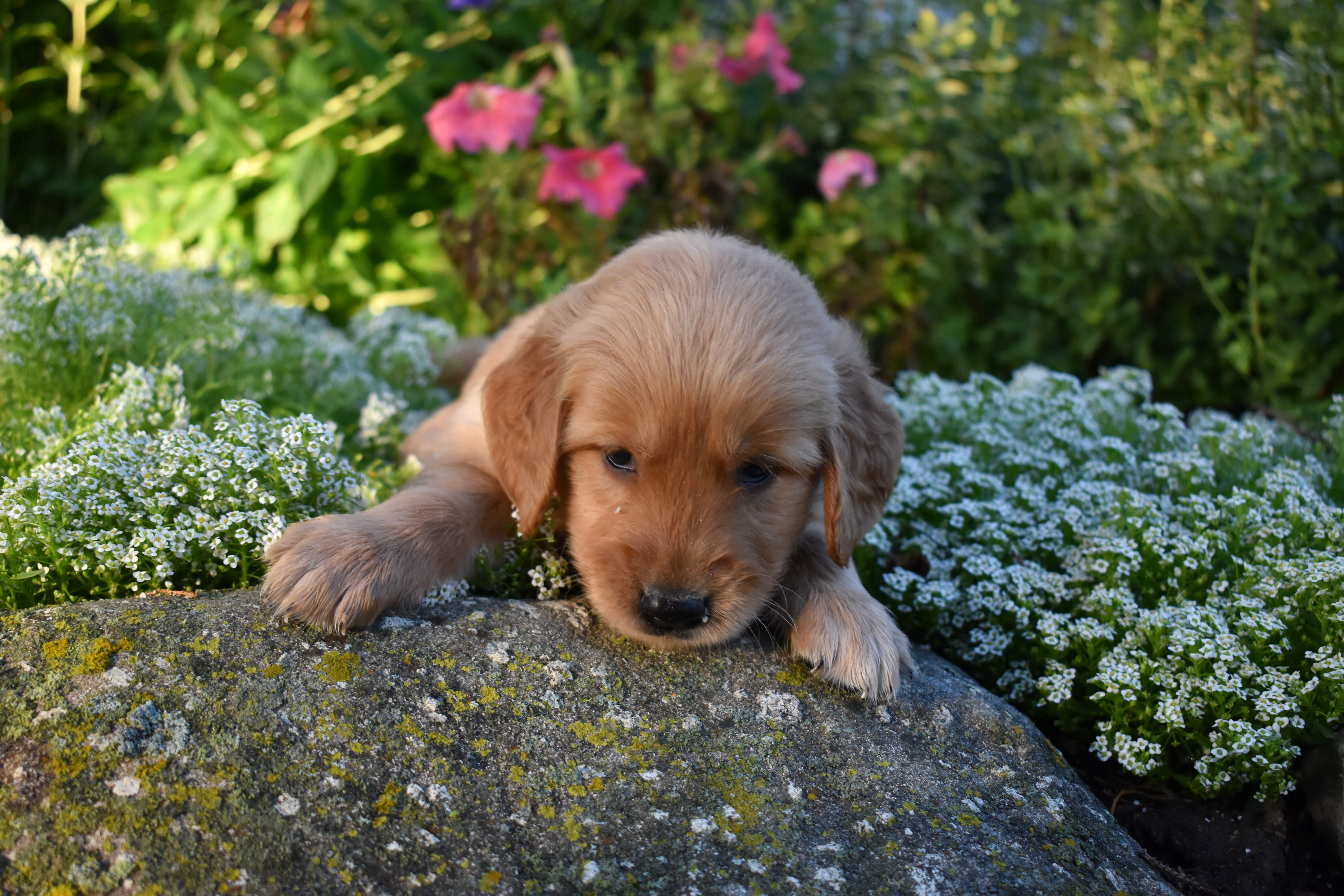 puppy