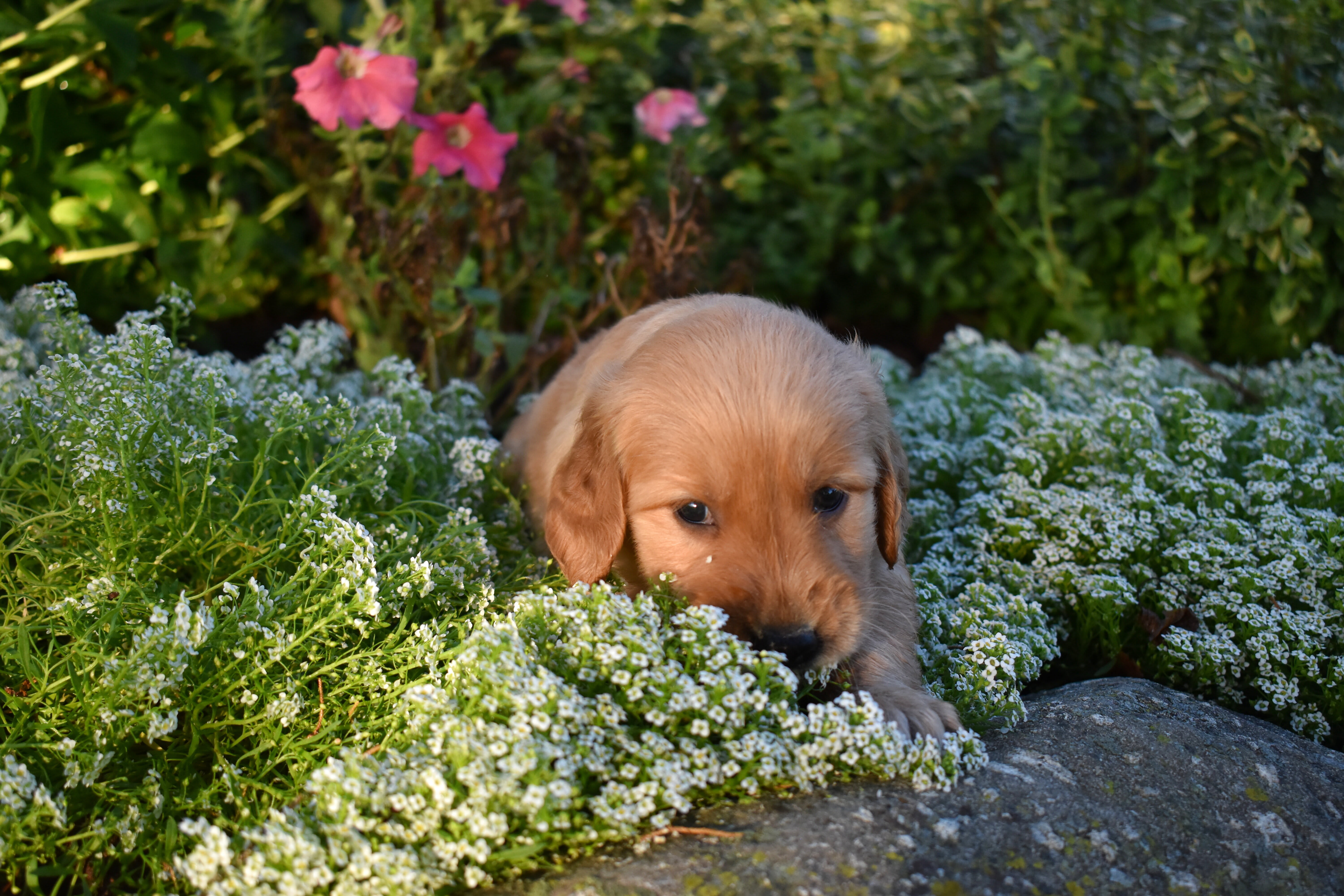 puppy