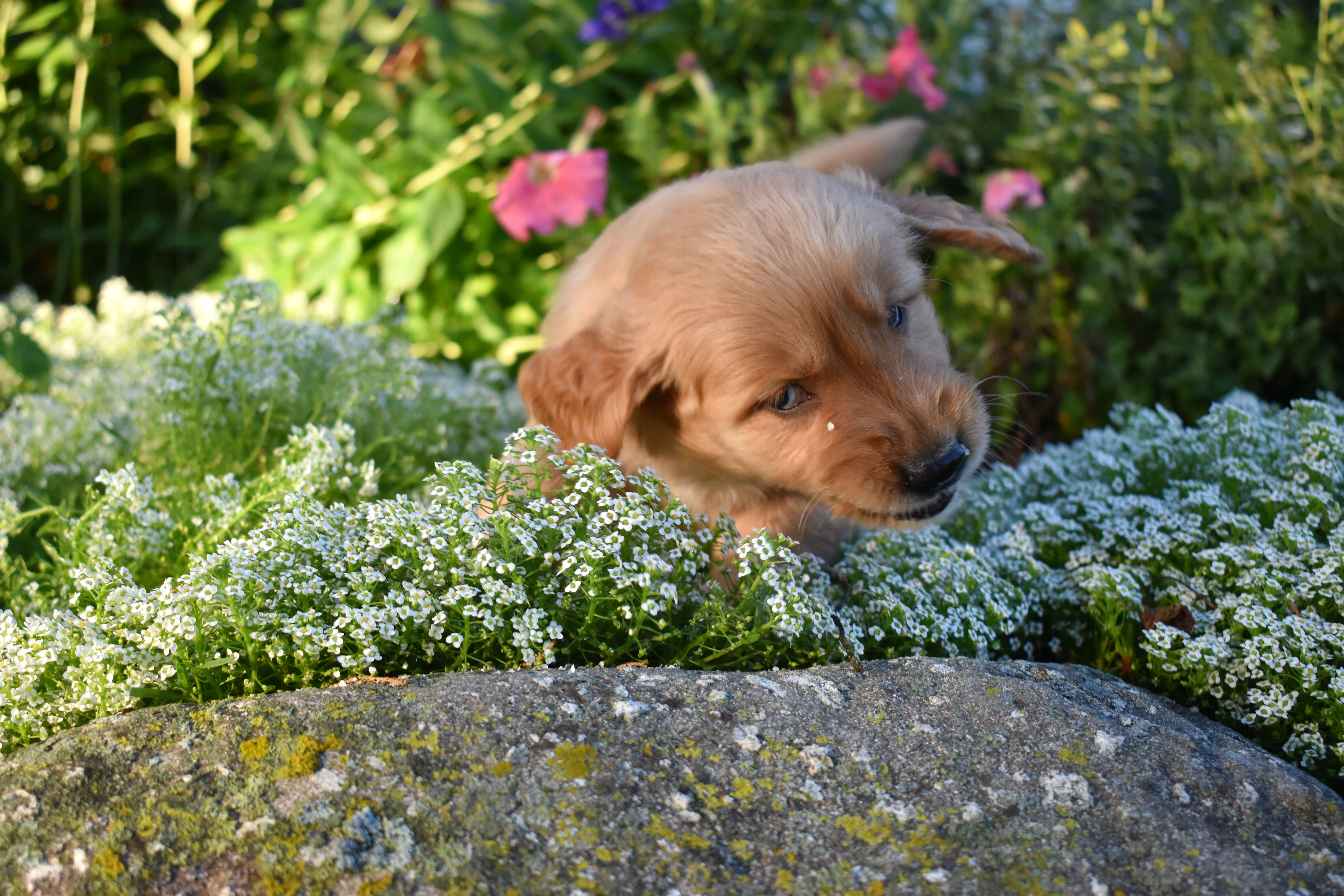 puppy