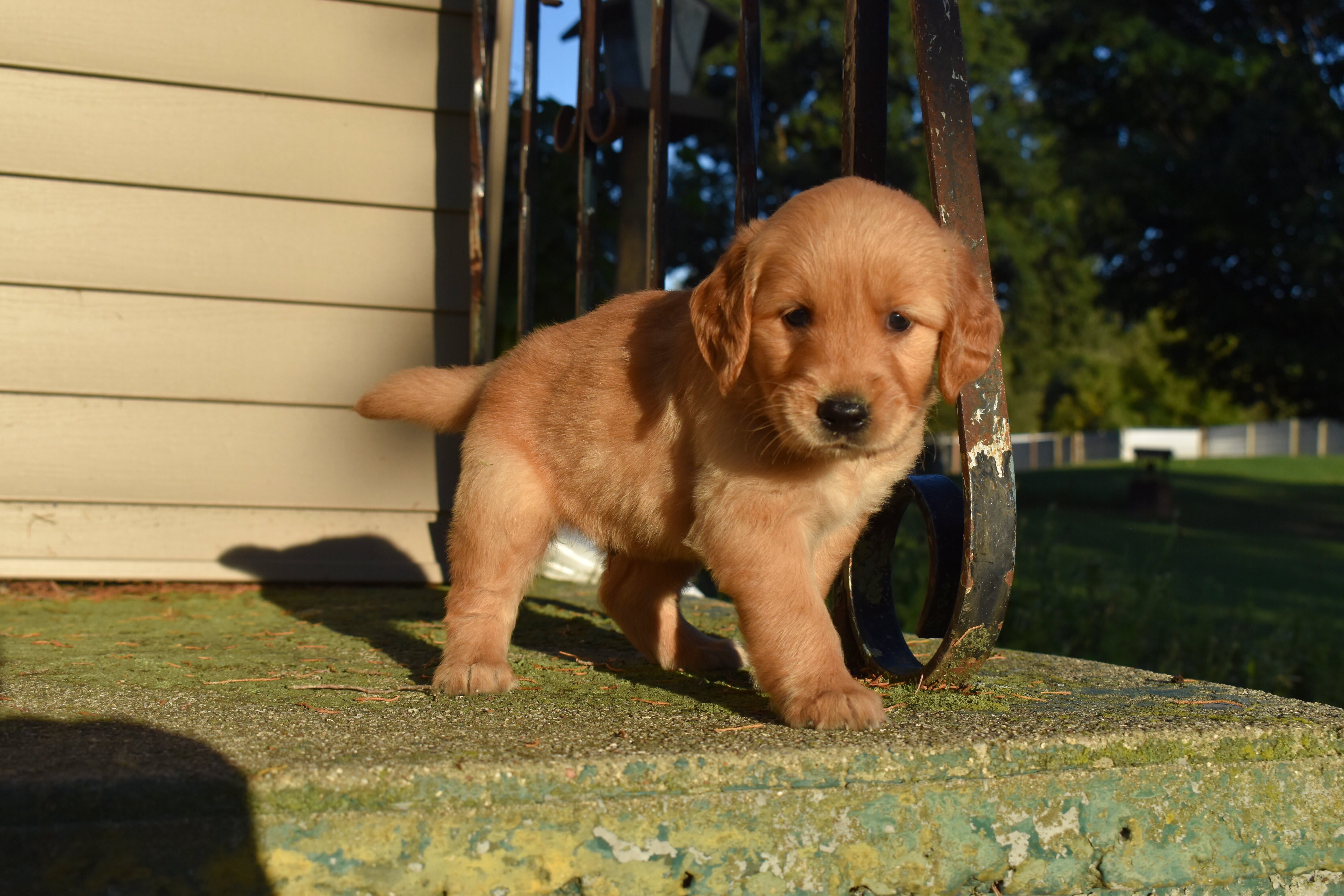 puppy
