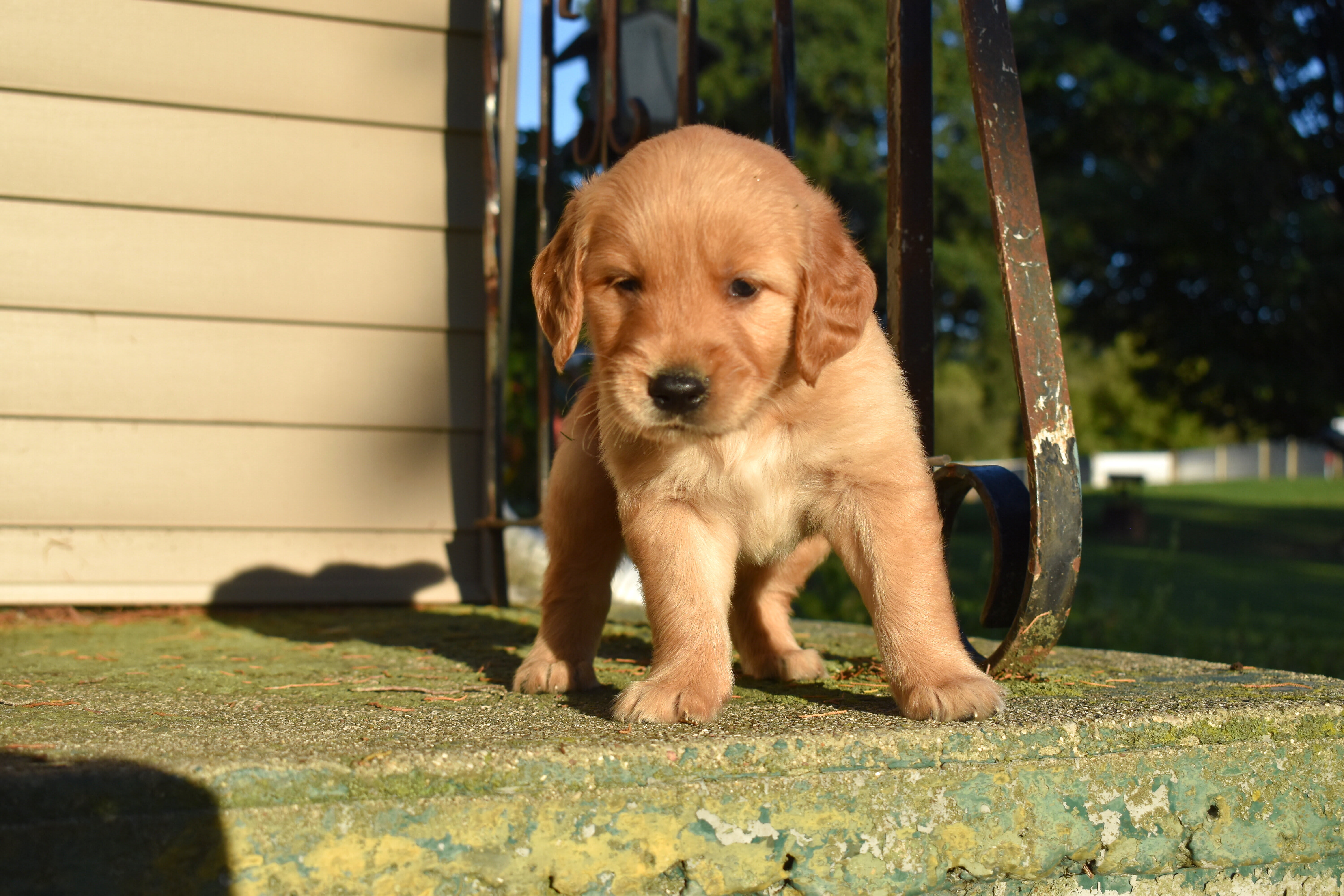 puppy