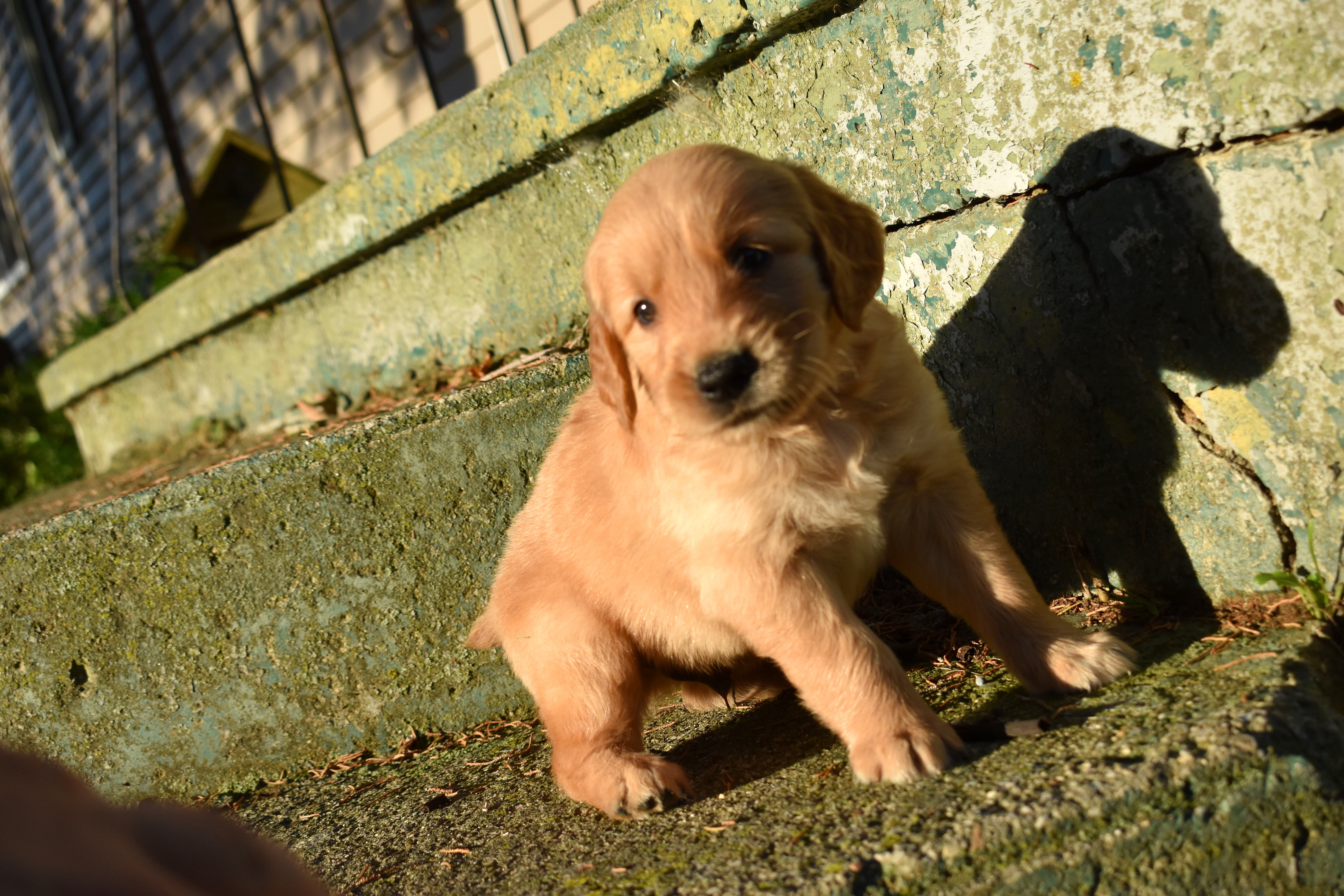 puppy