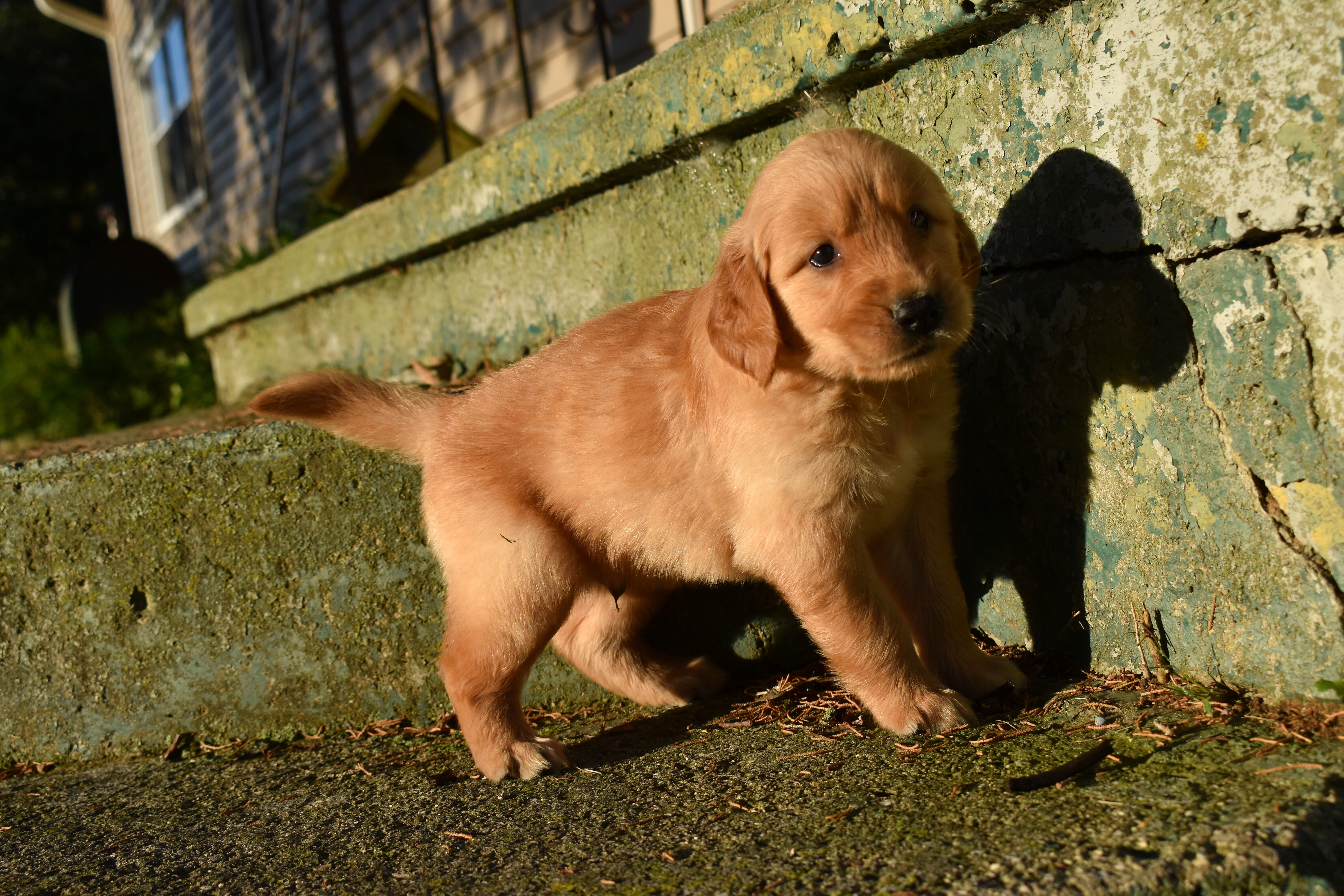 puppy