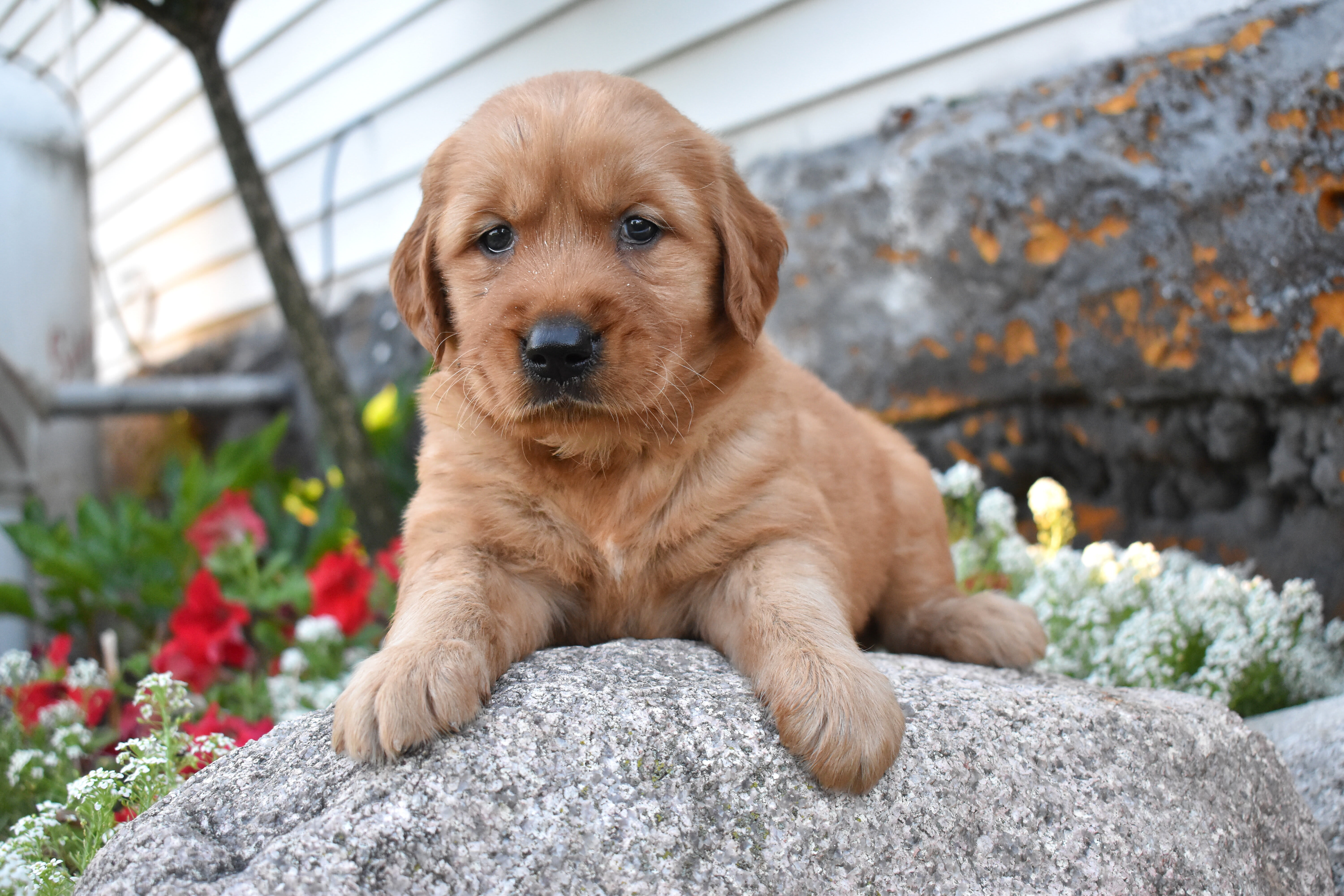 puppy