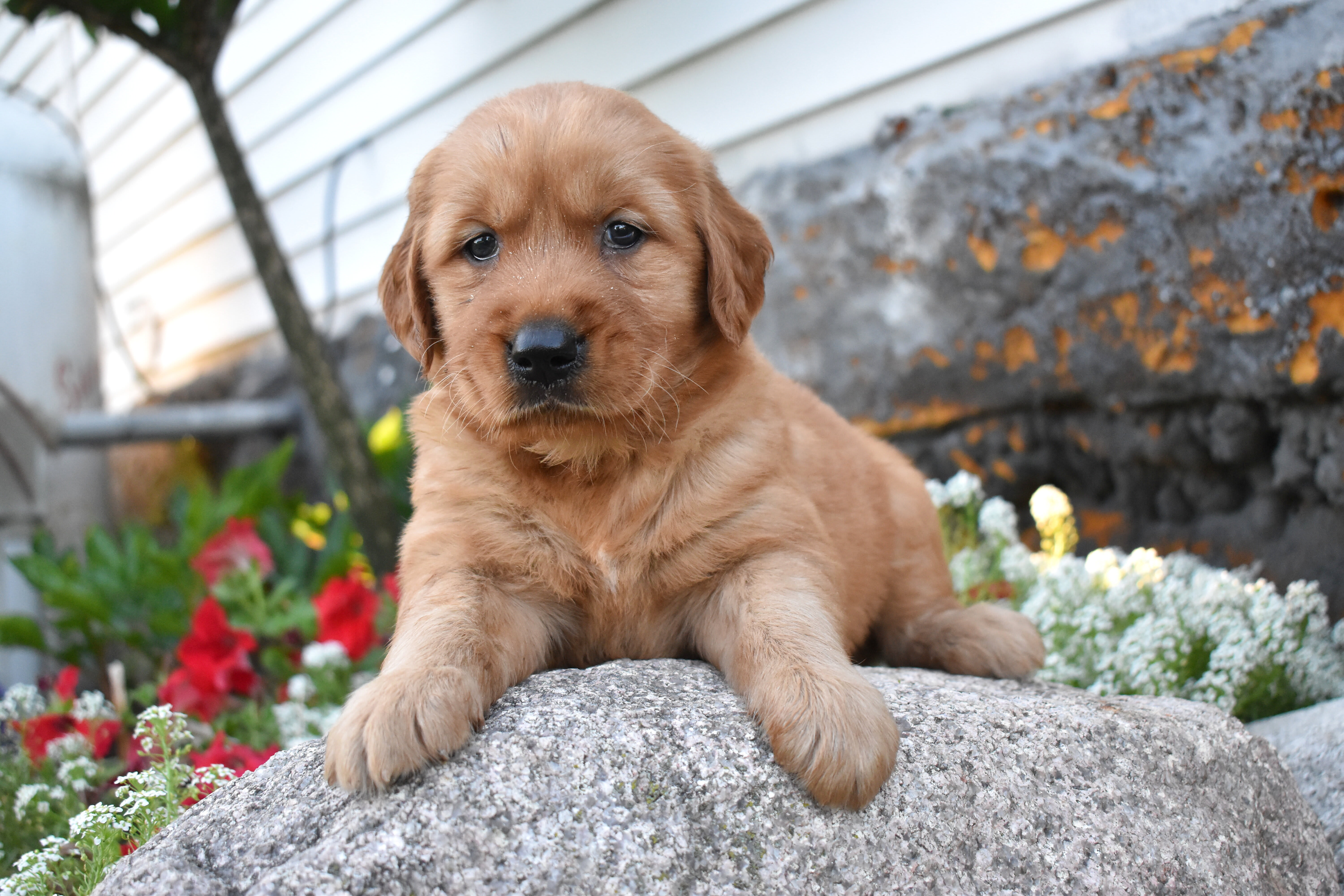 puppy