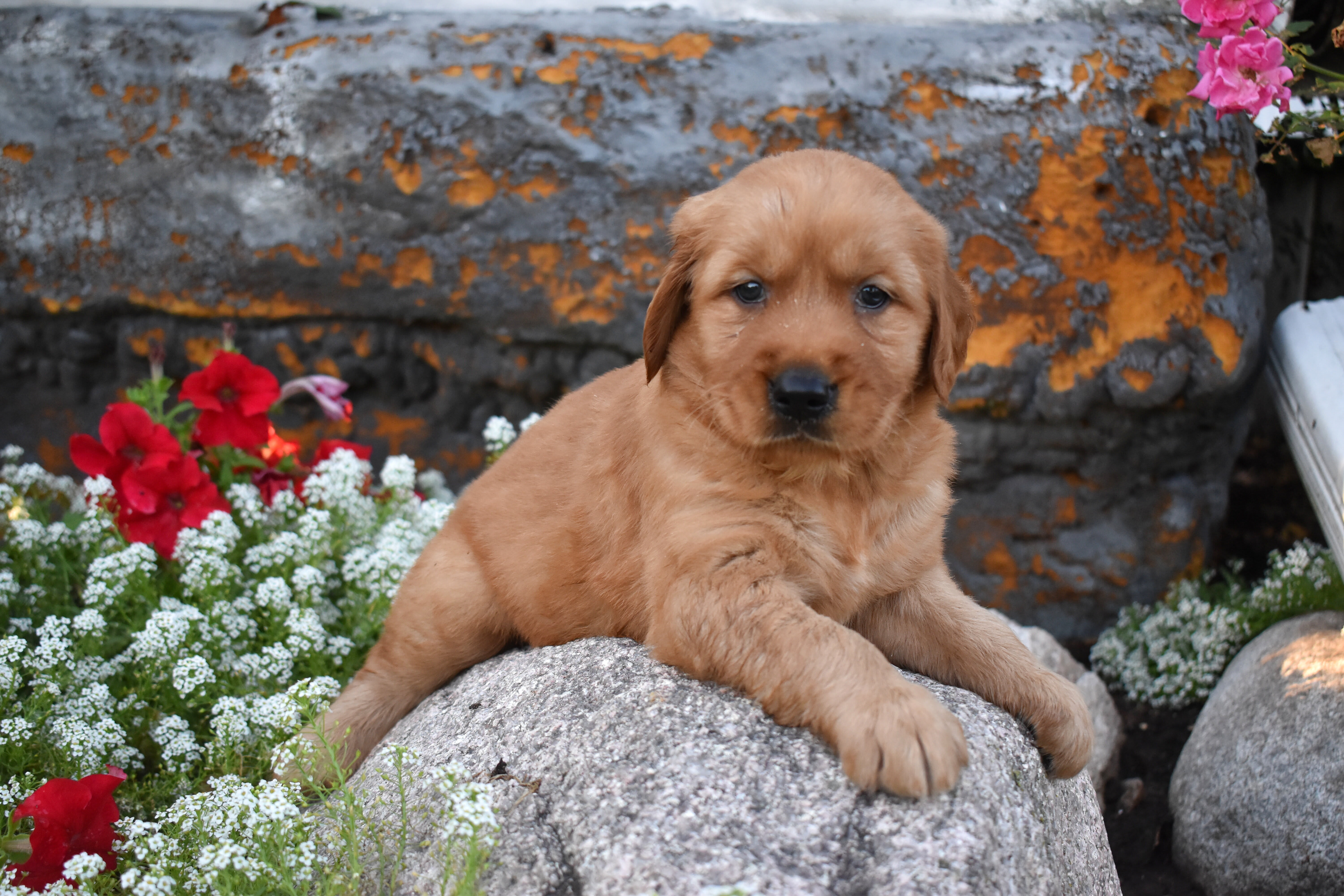 puppy