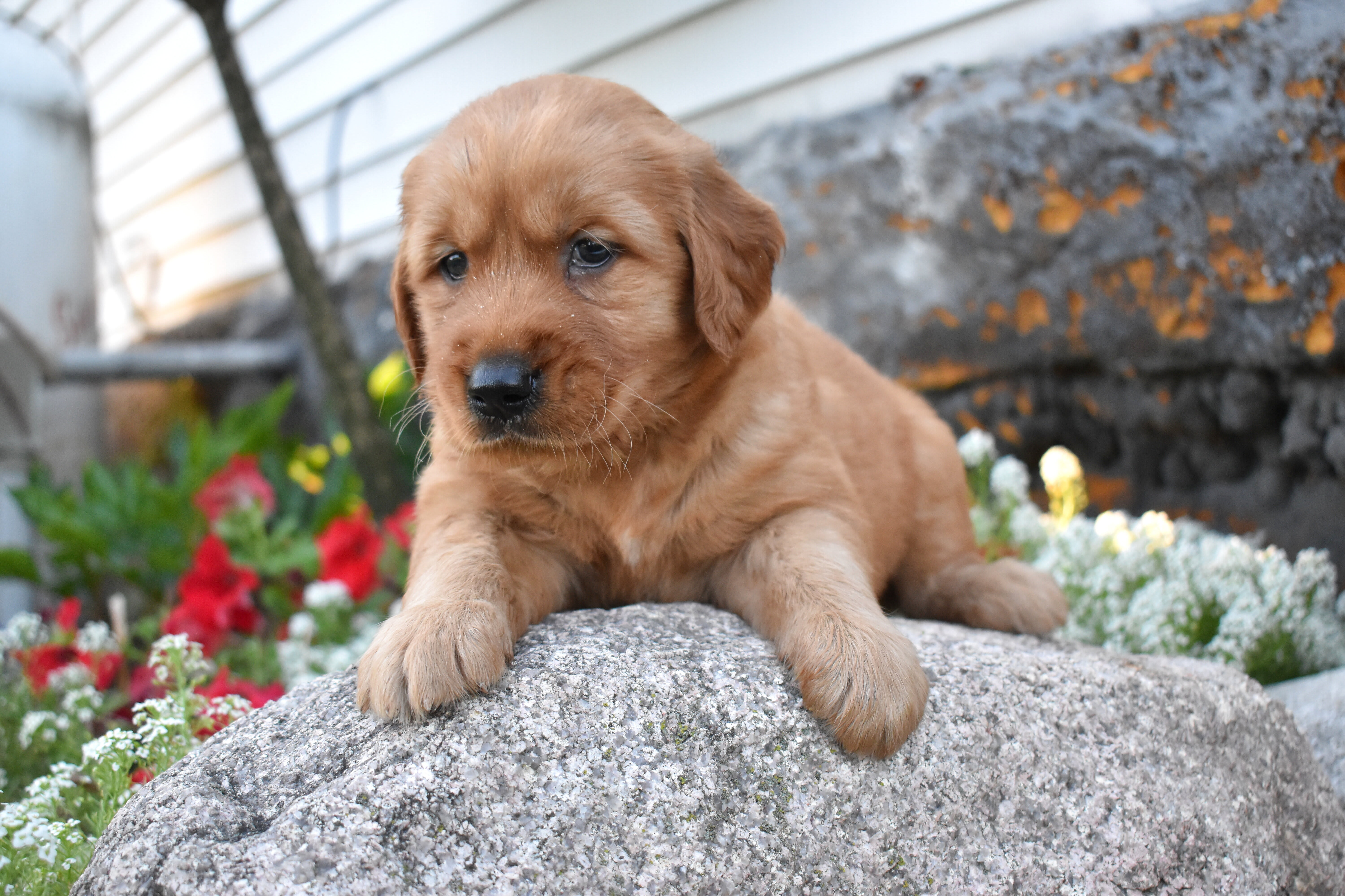 puppy