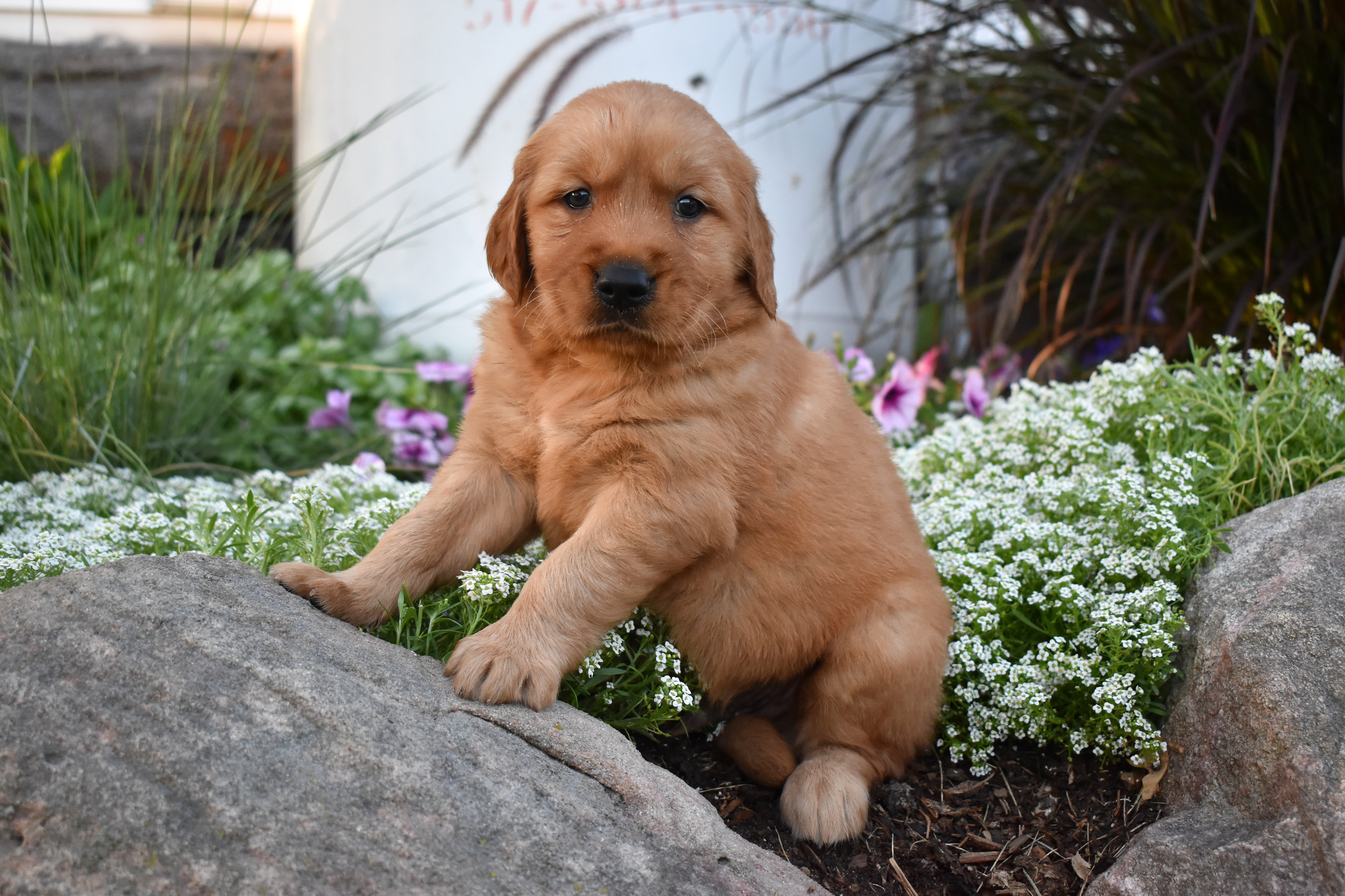 puppy