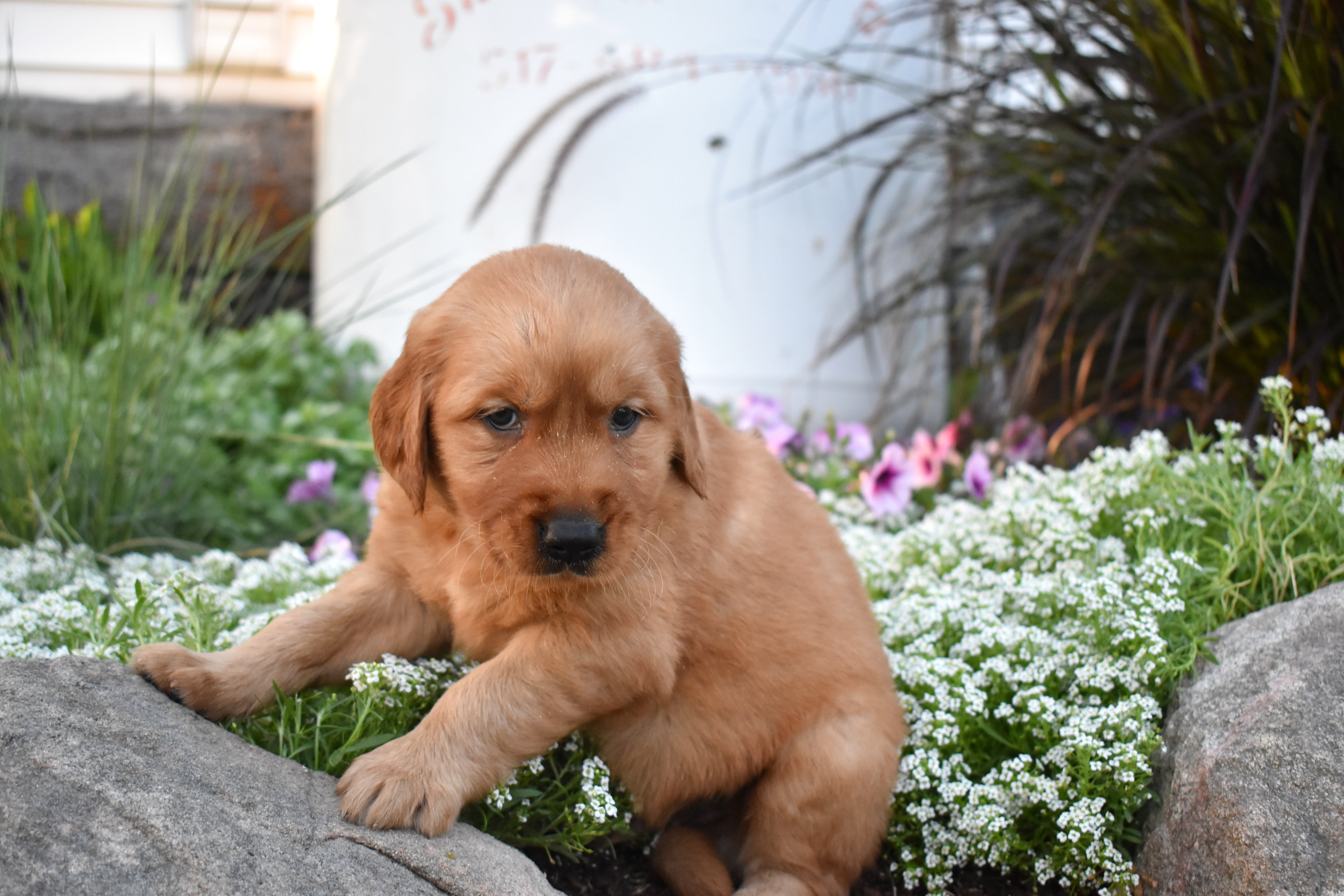 puppy