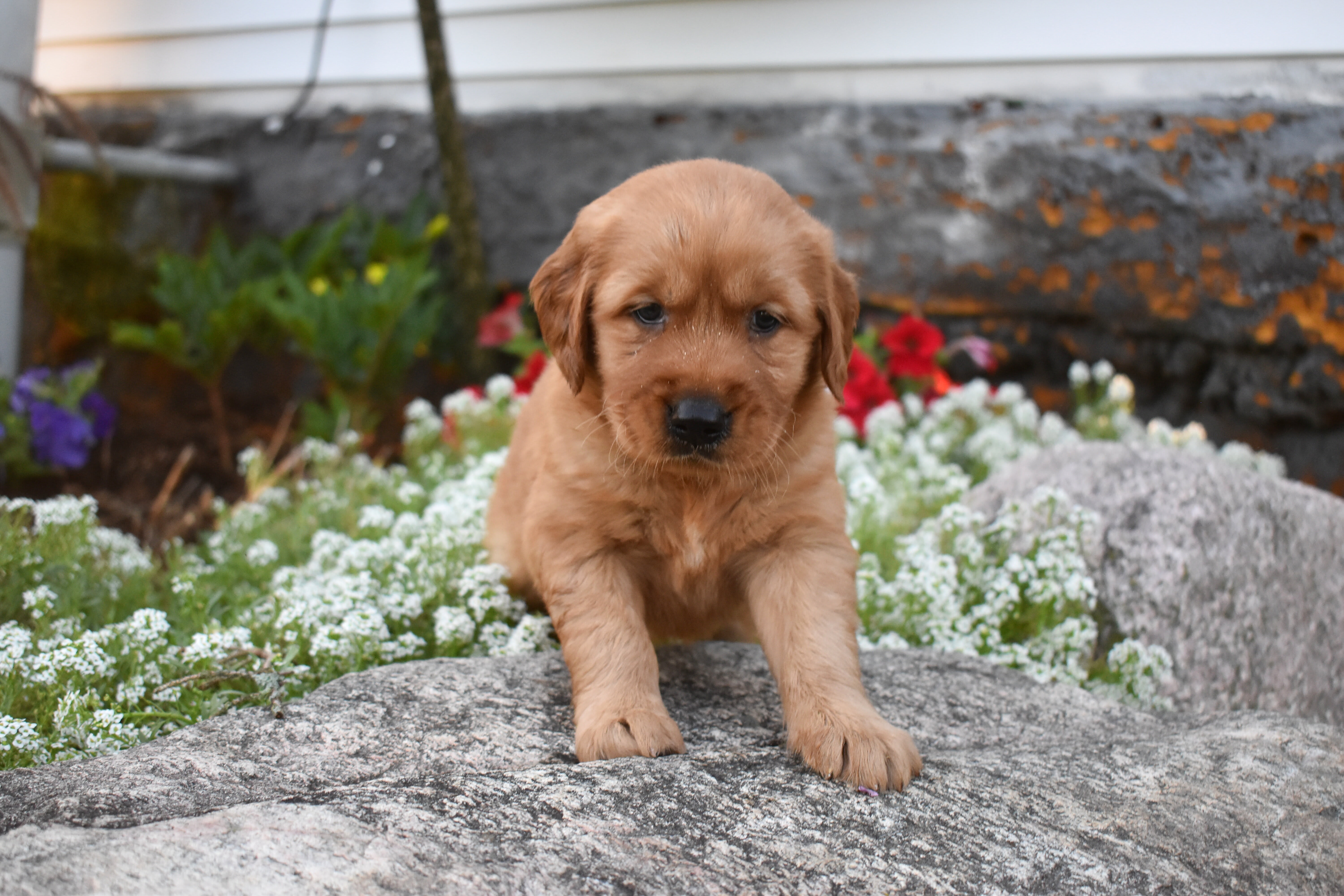 puppy