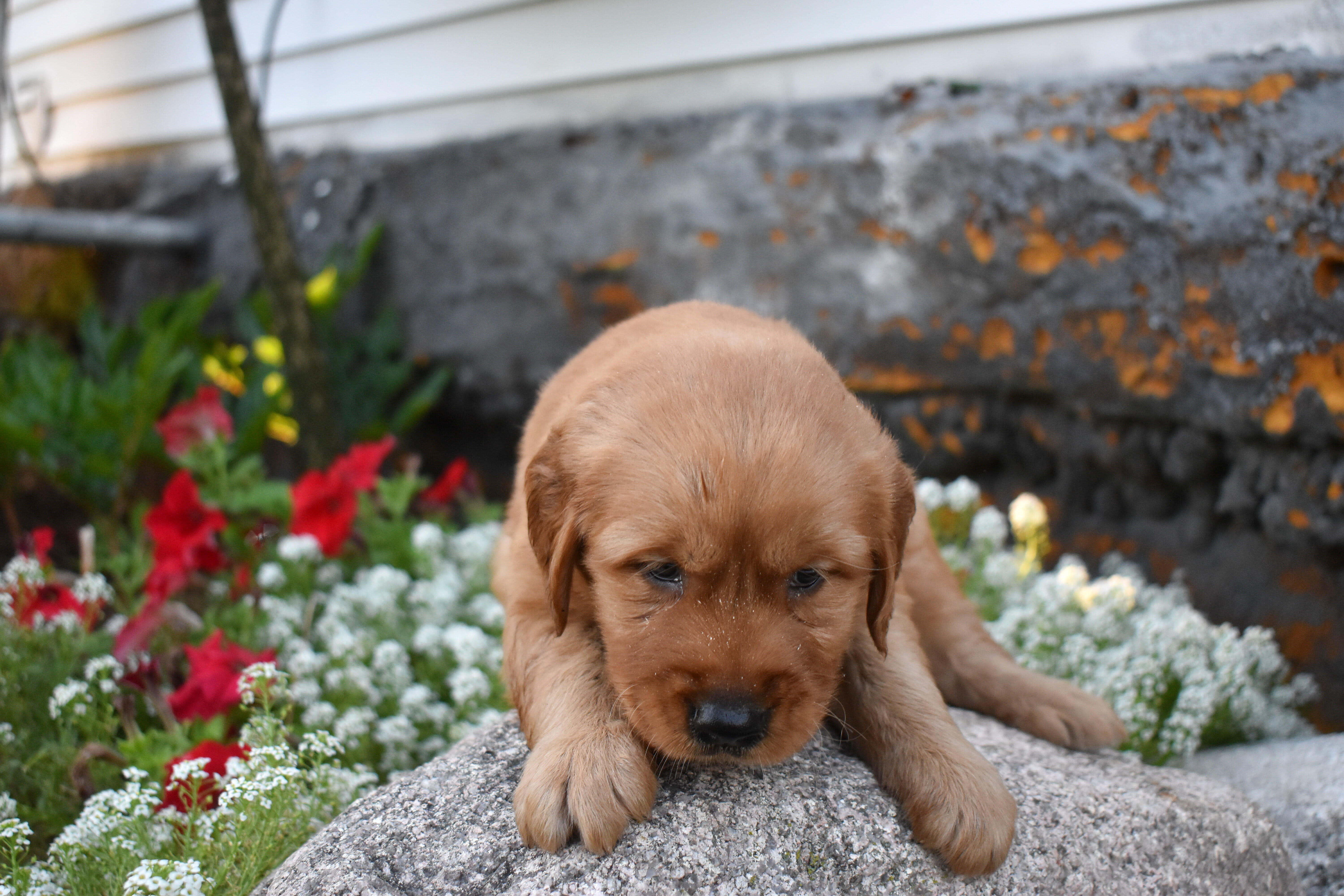 puppy