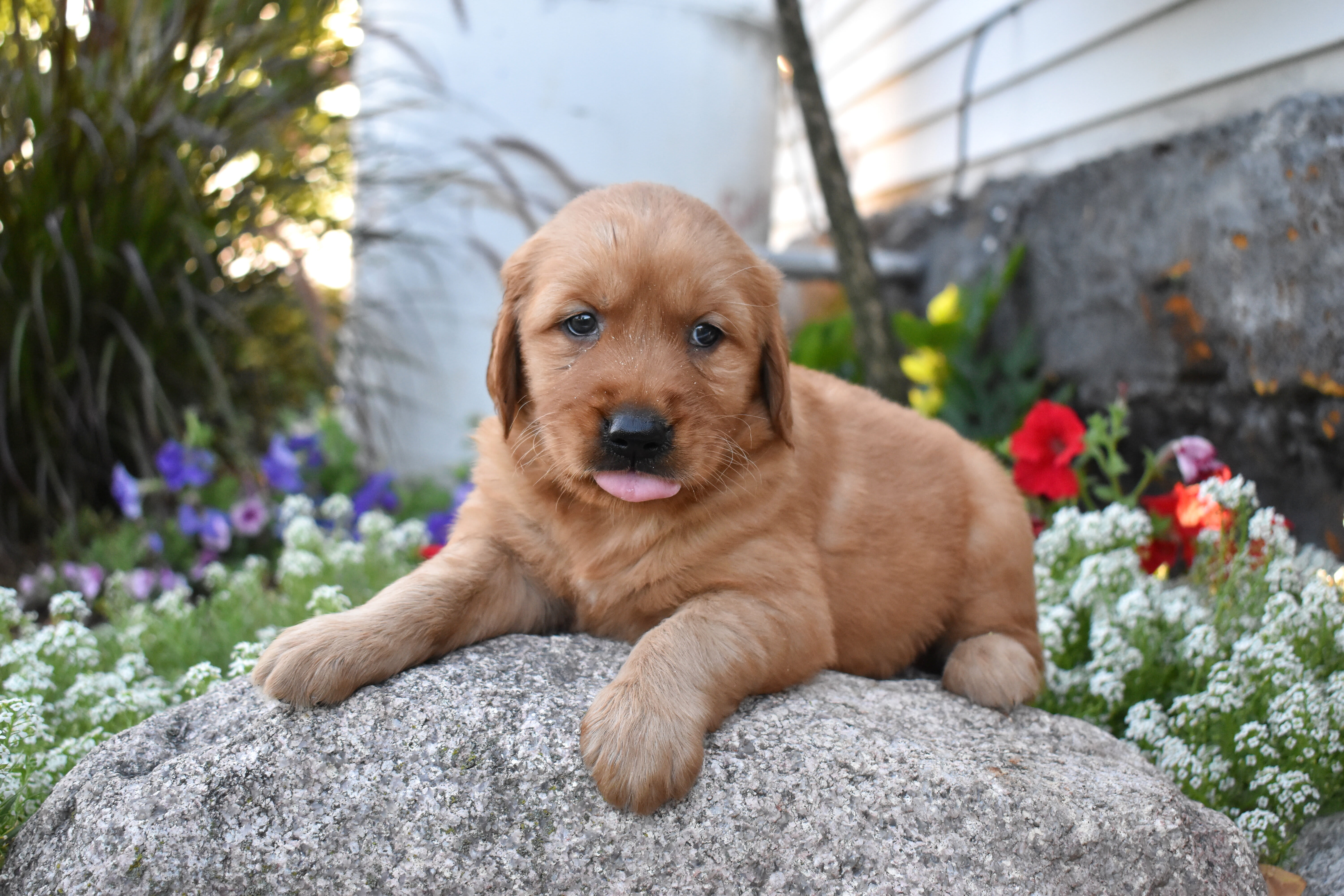 puppy