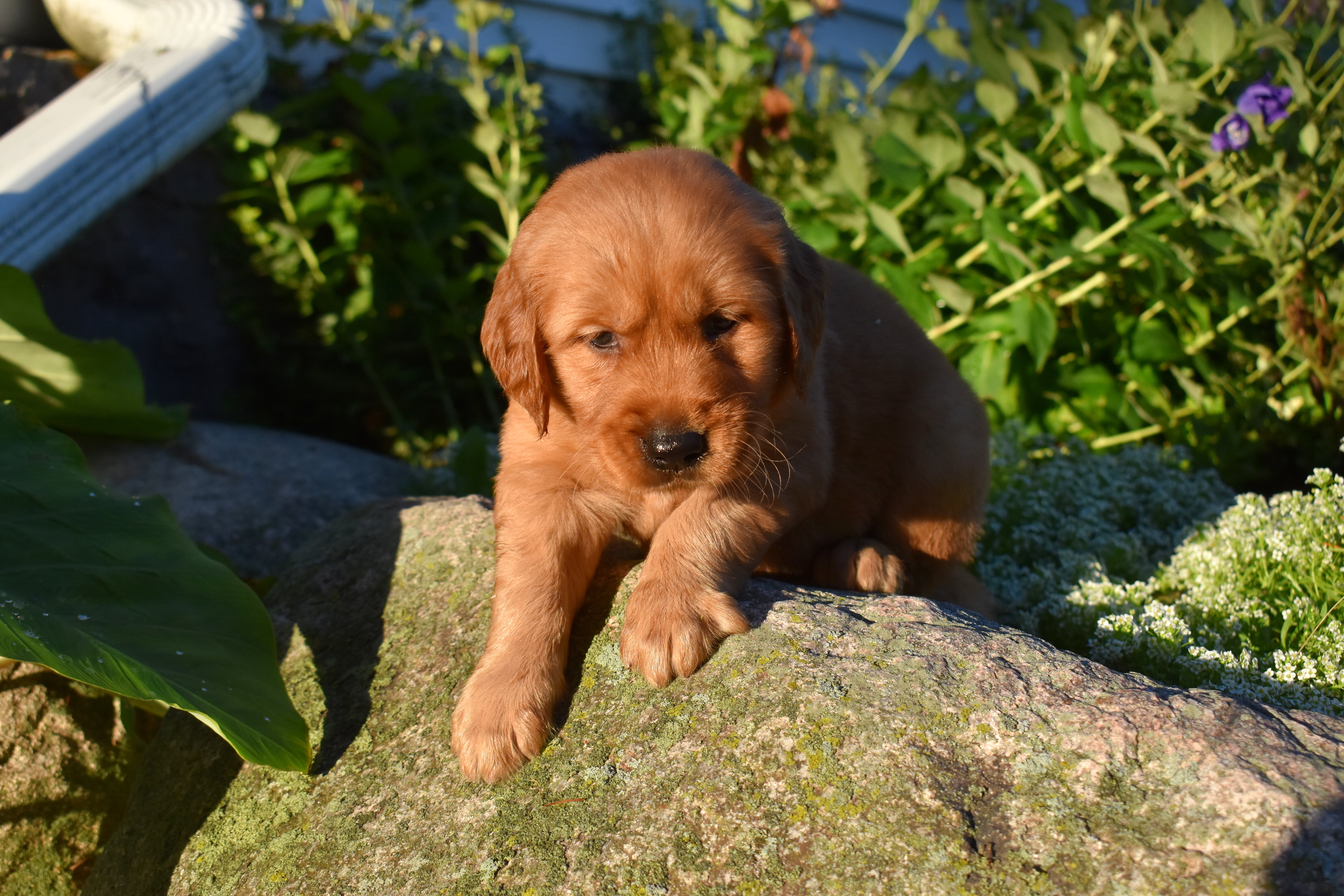 puppy