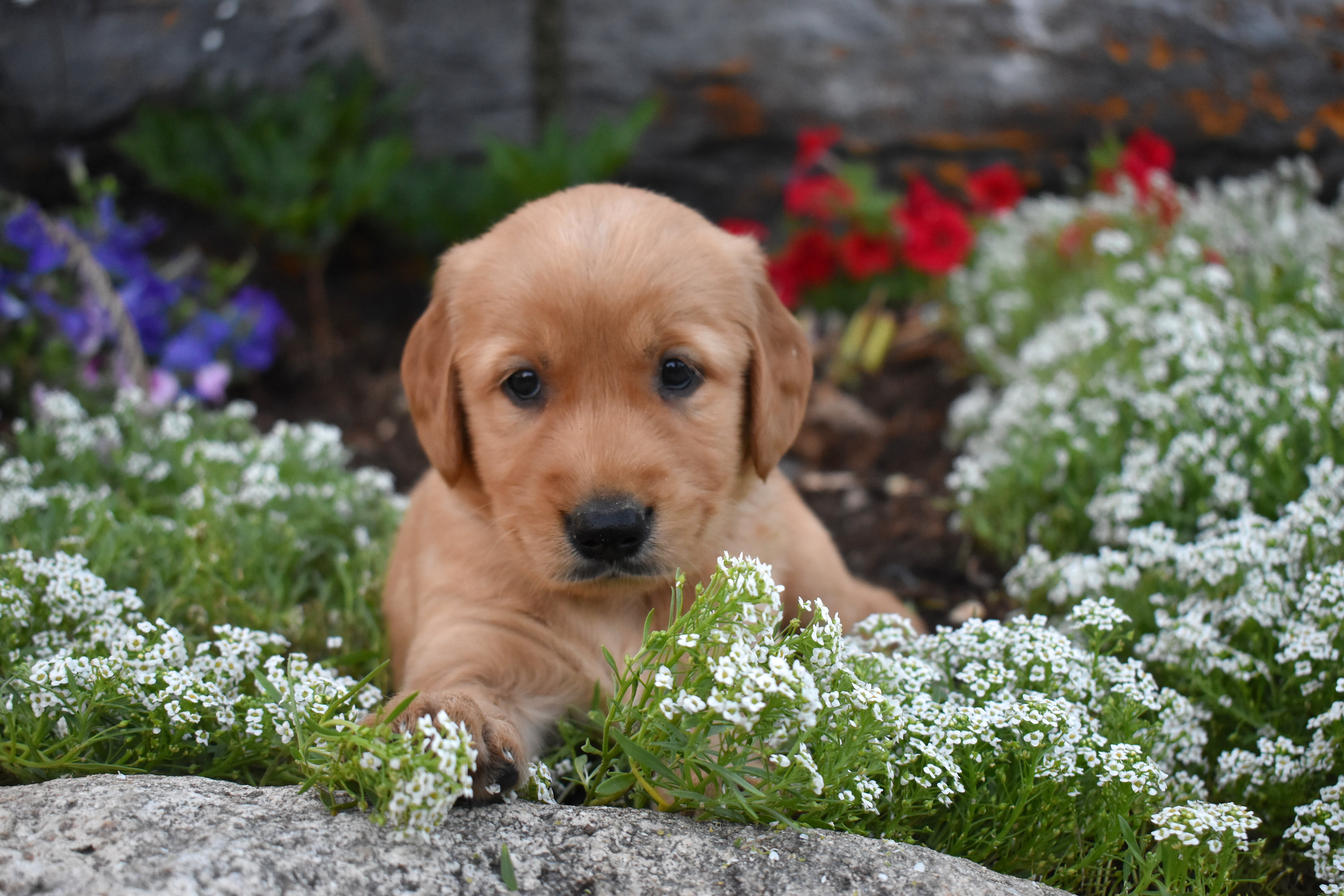 puppy