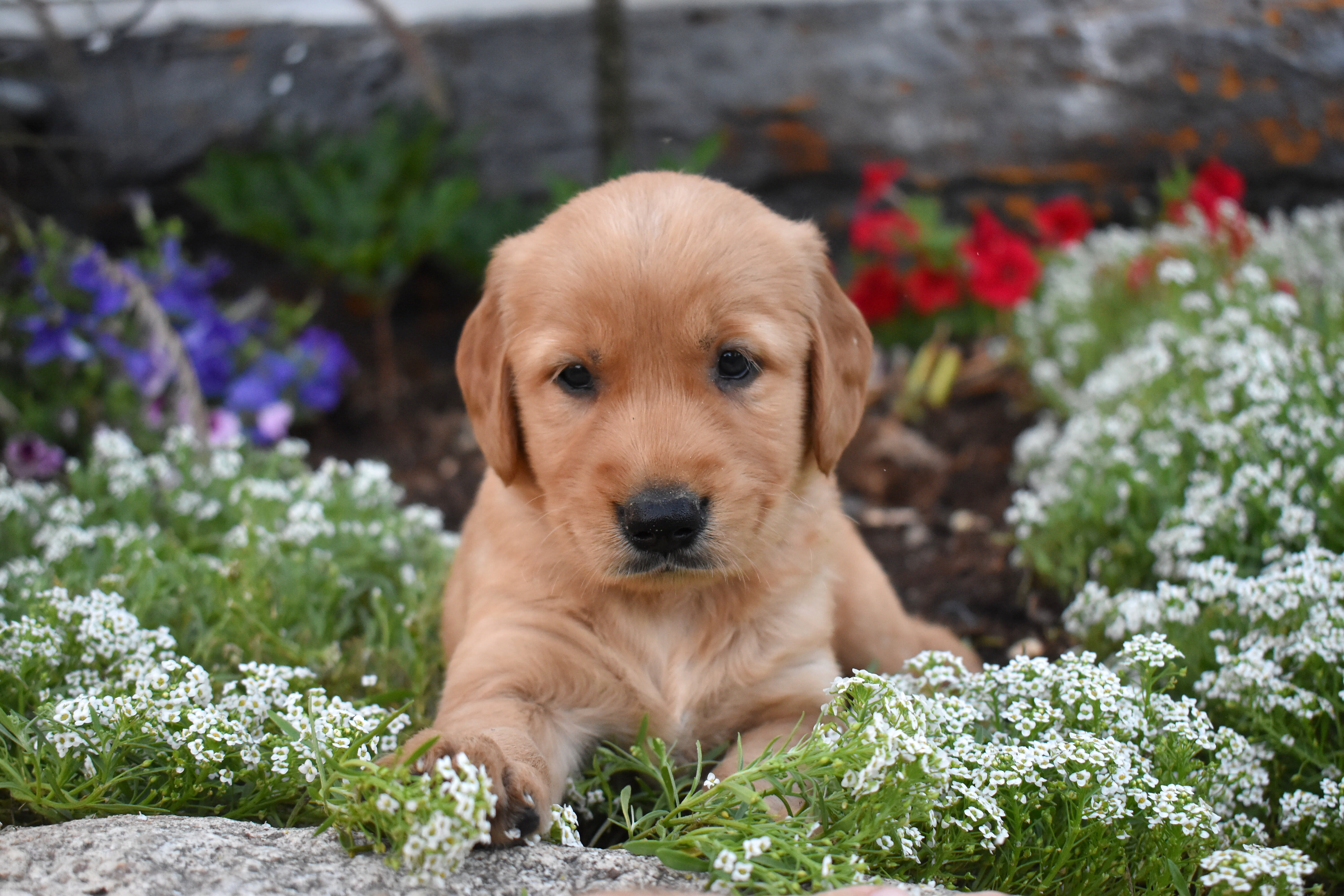 puppy