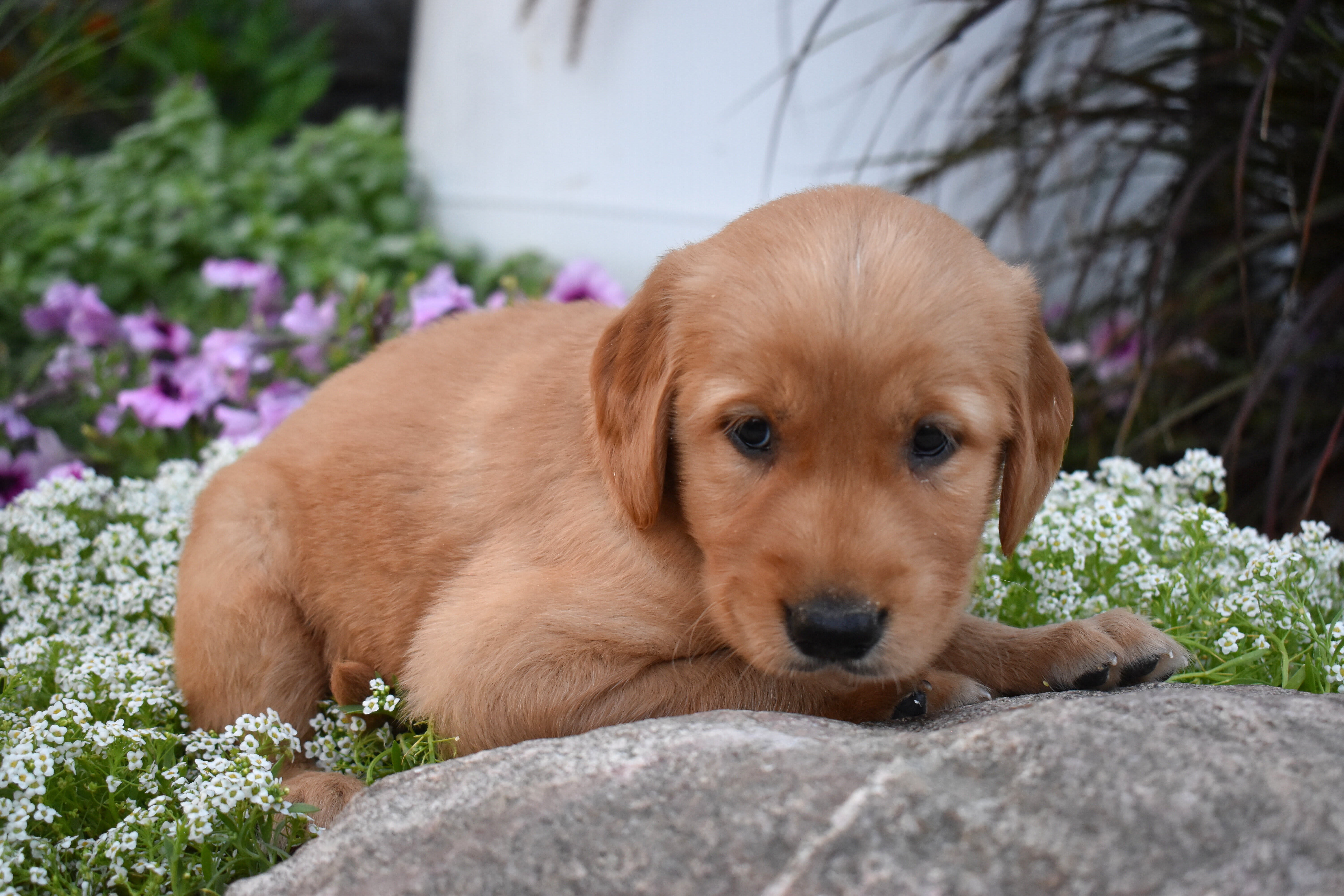 puppy