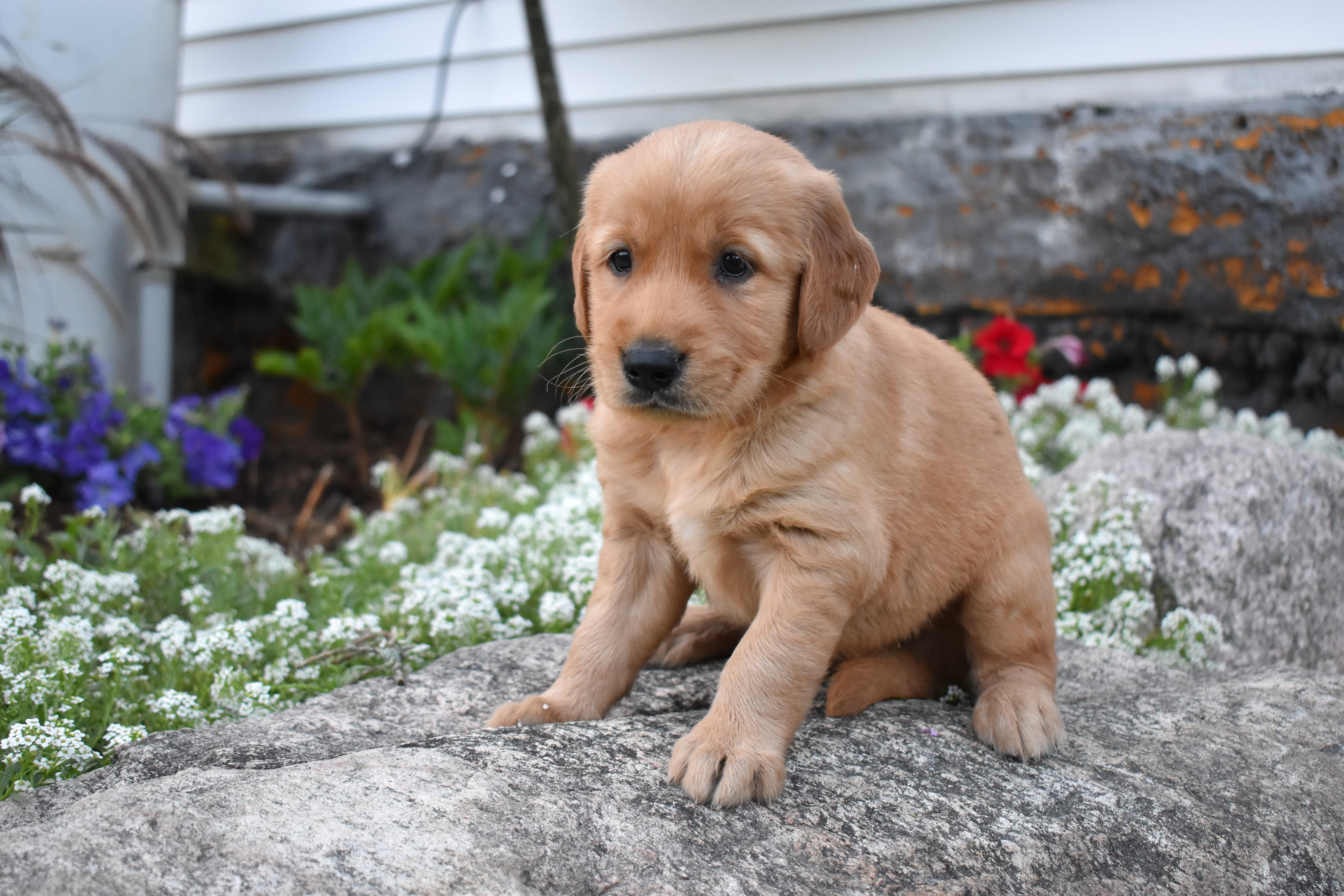 puppy