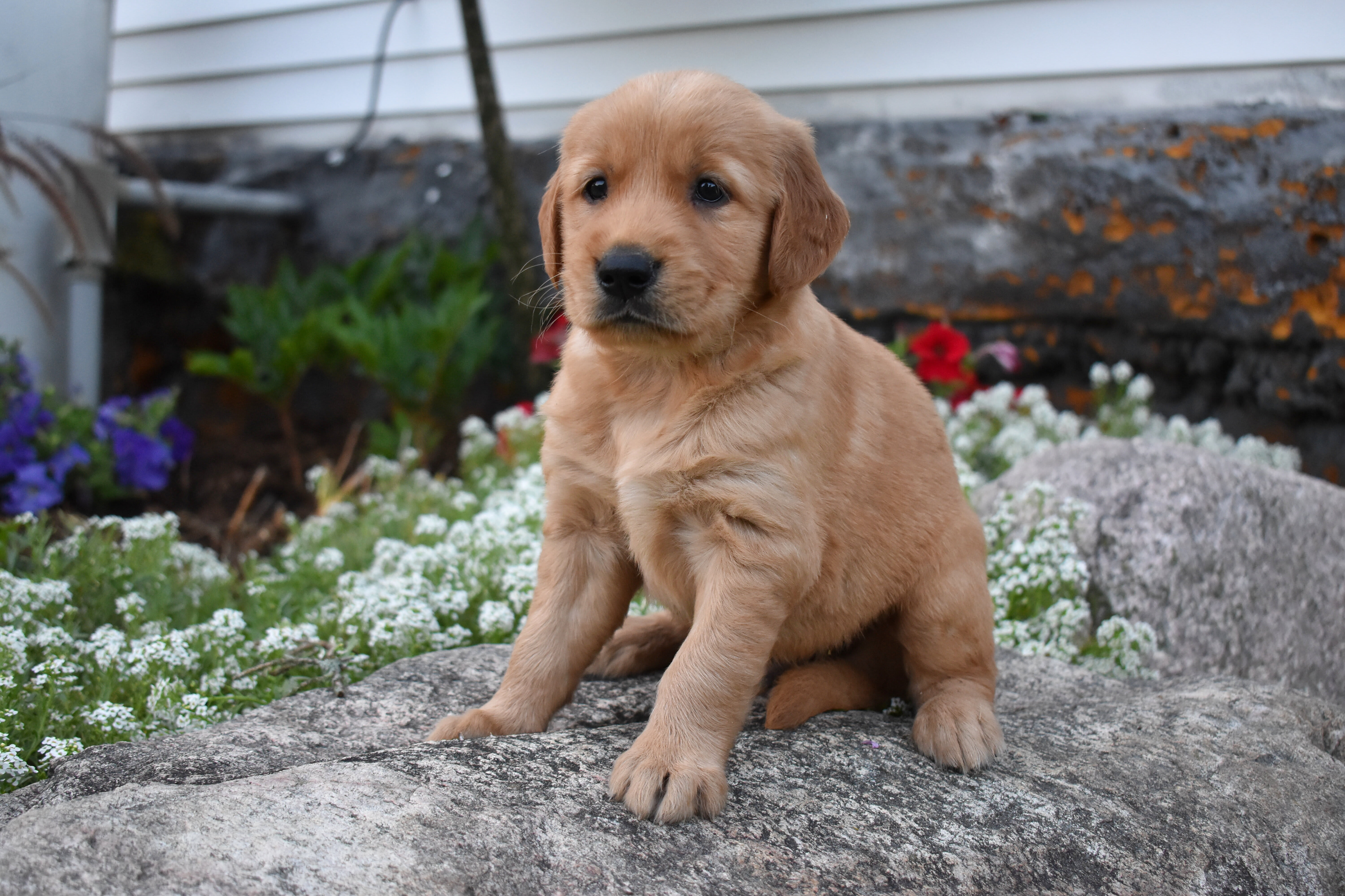 puppy