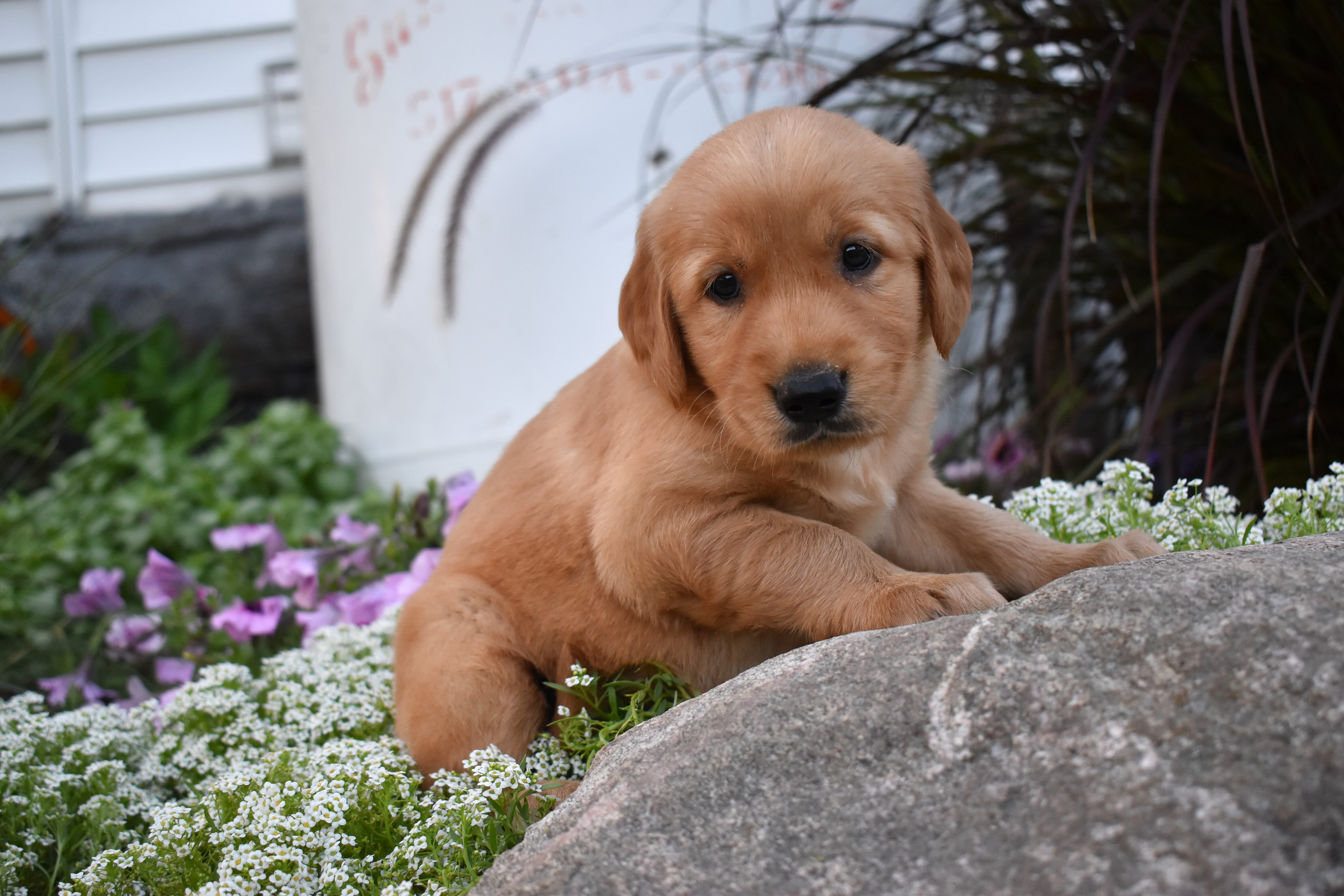 puppy
