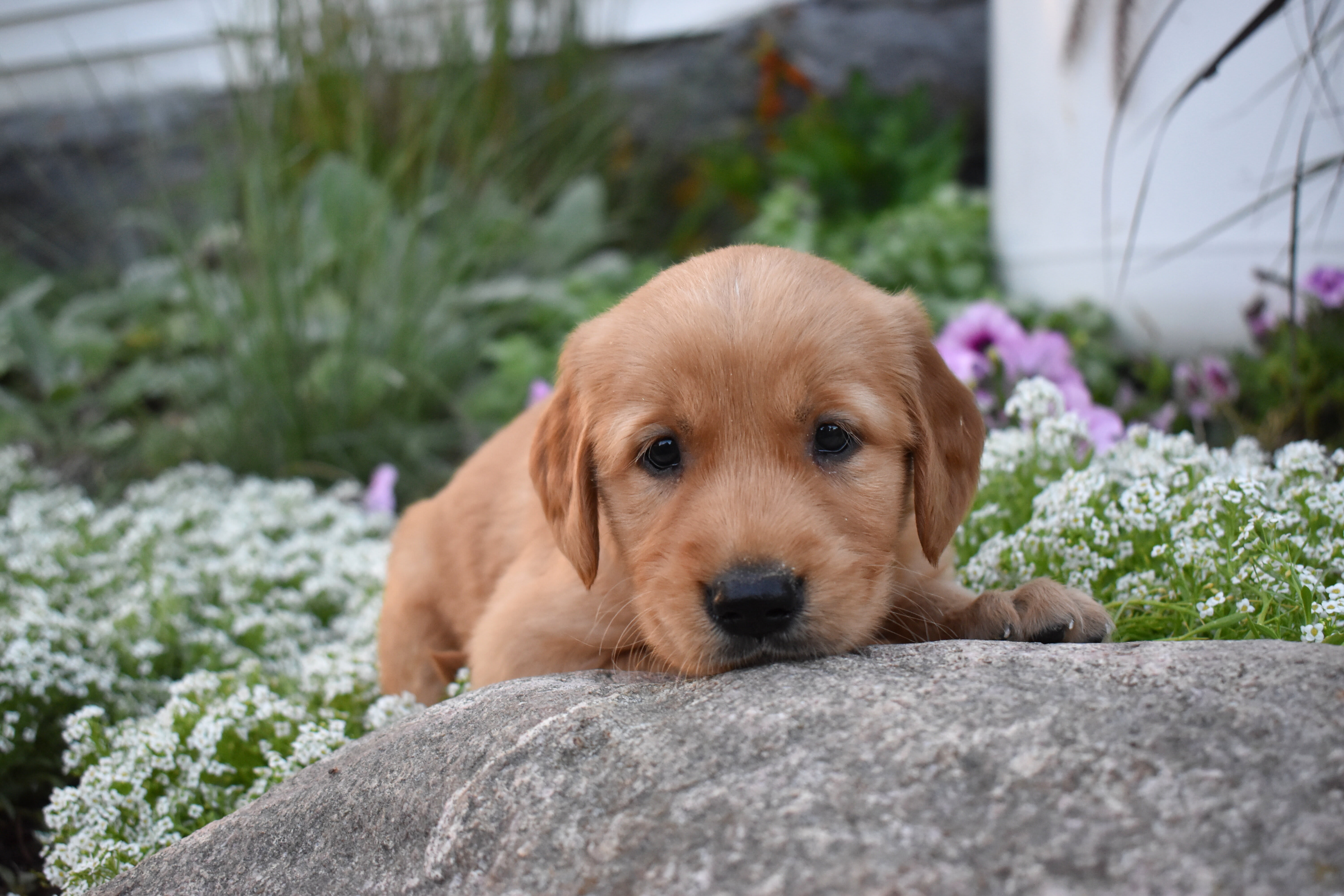 puppy