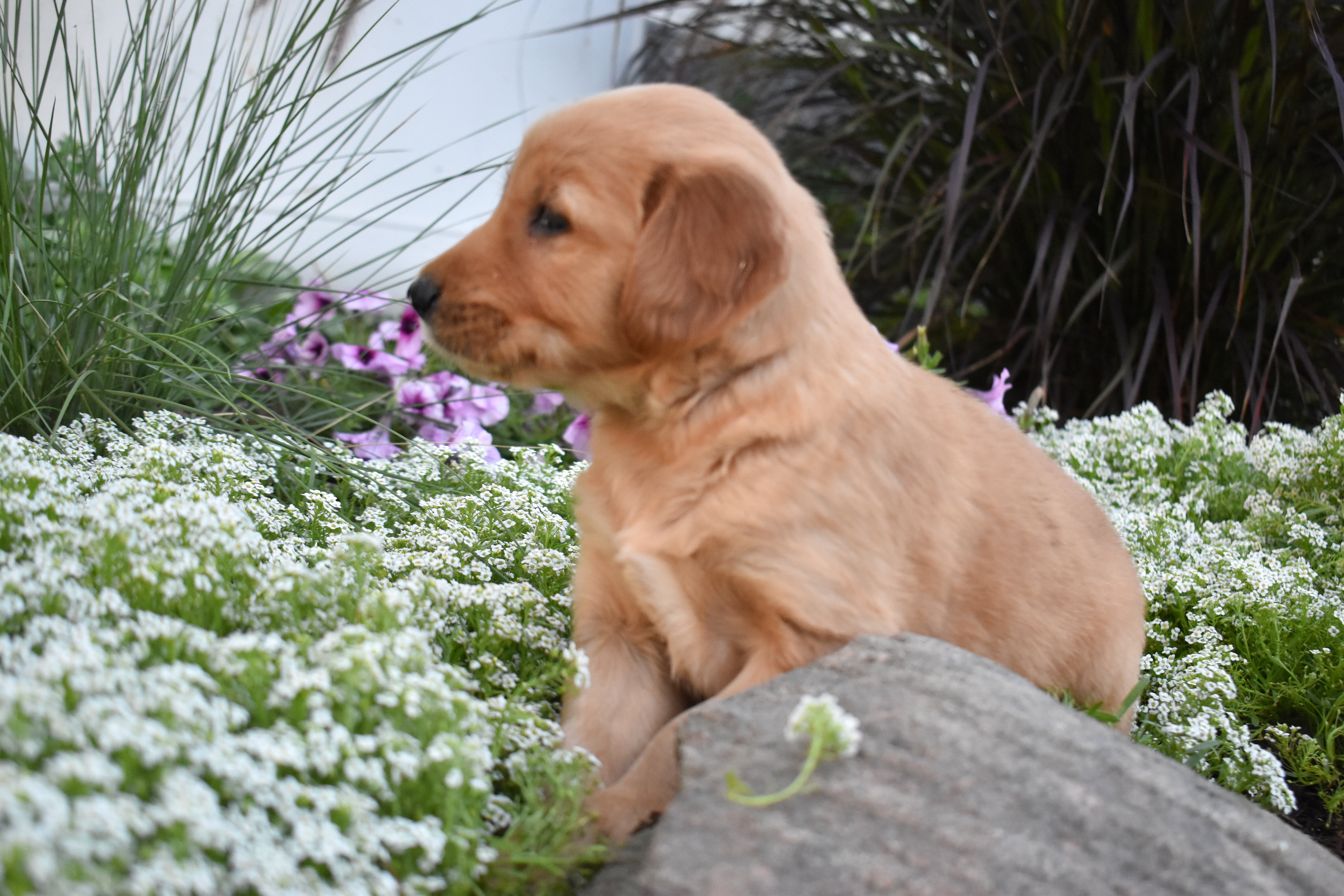 puppy