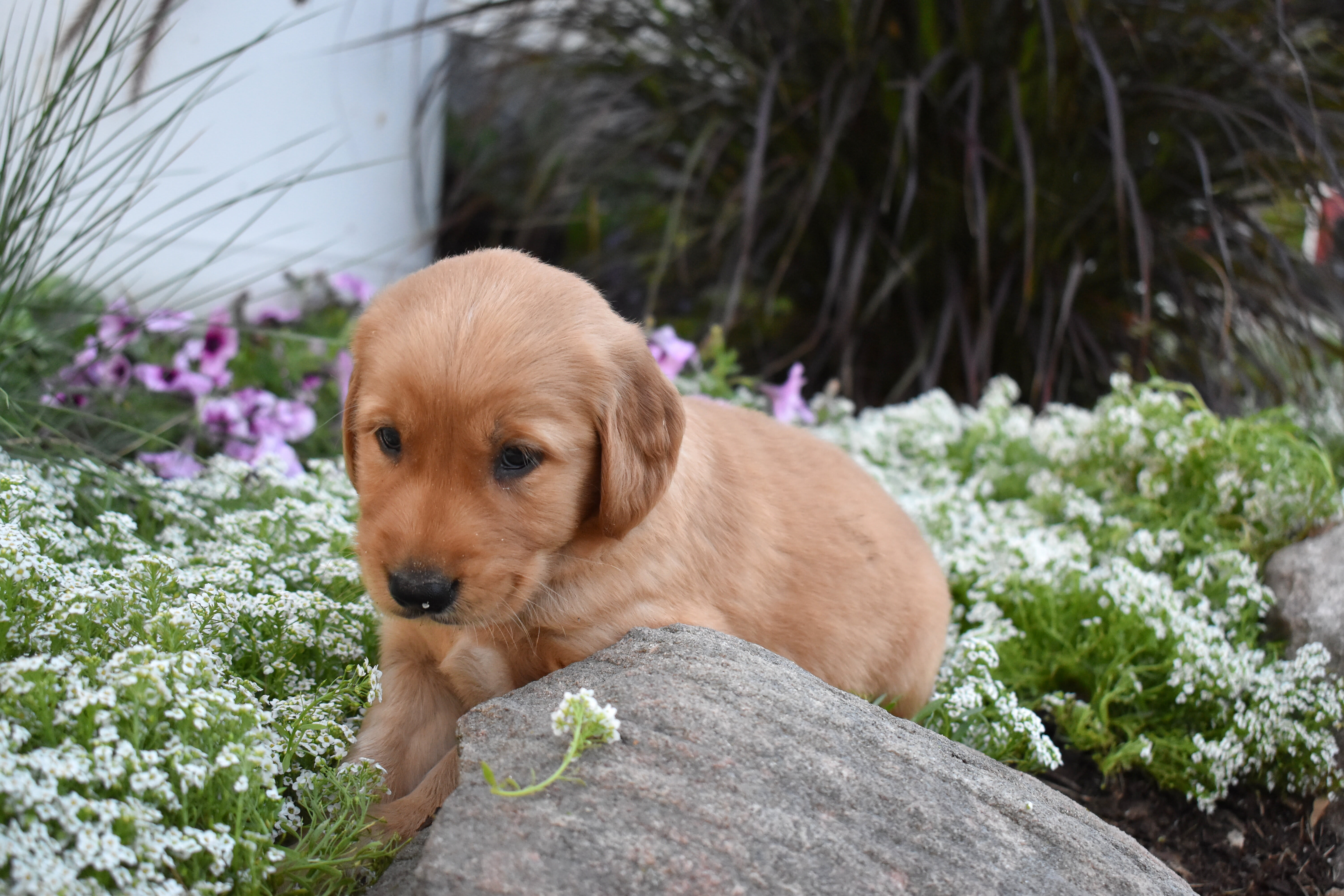 puppy