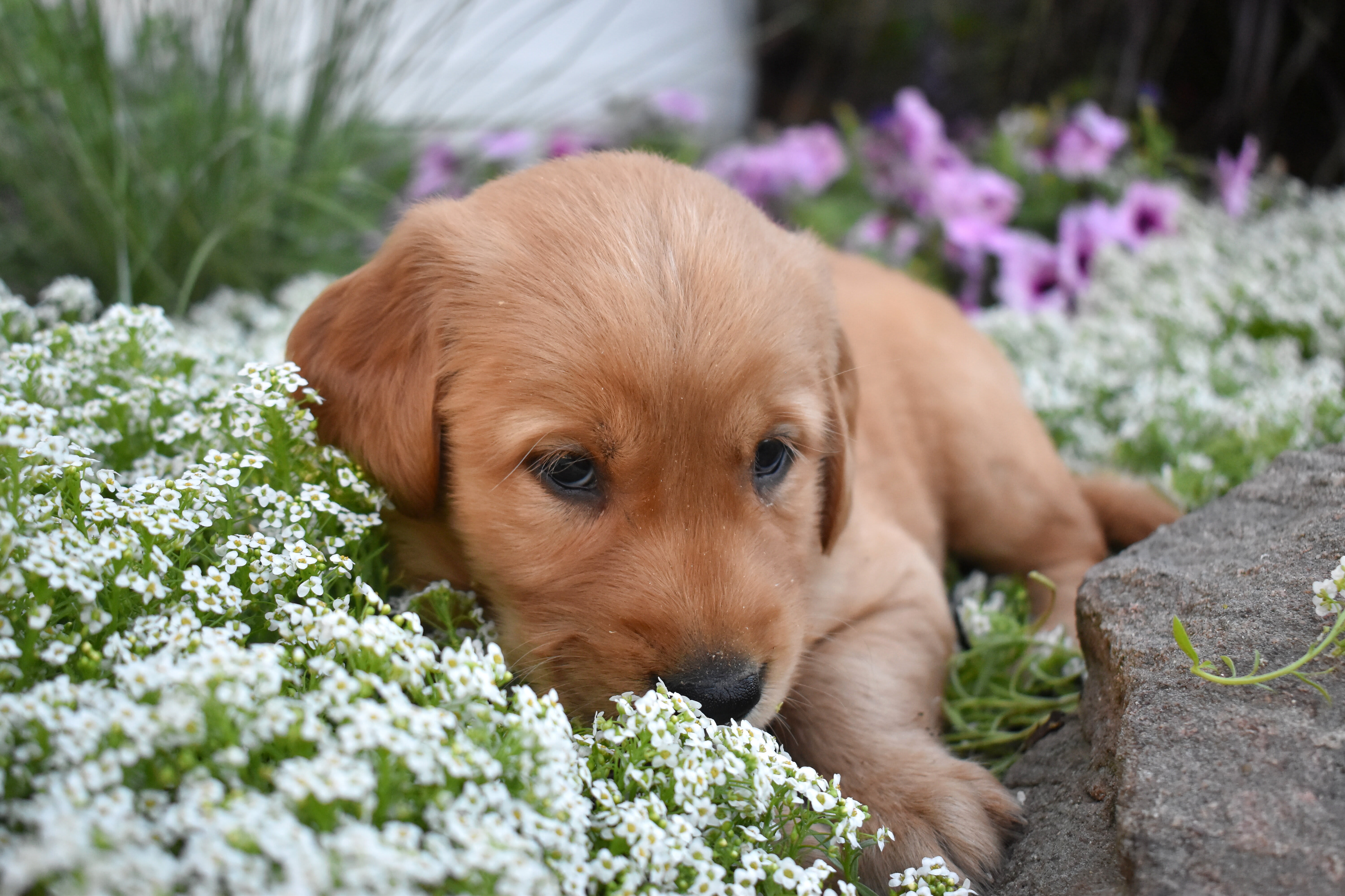 puppy