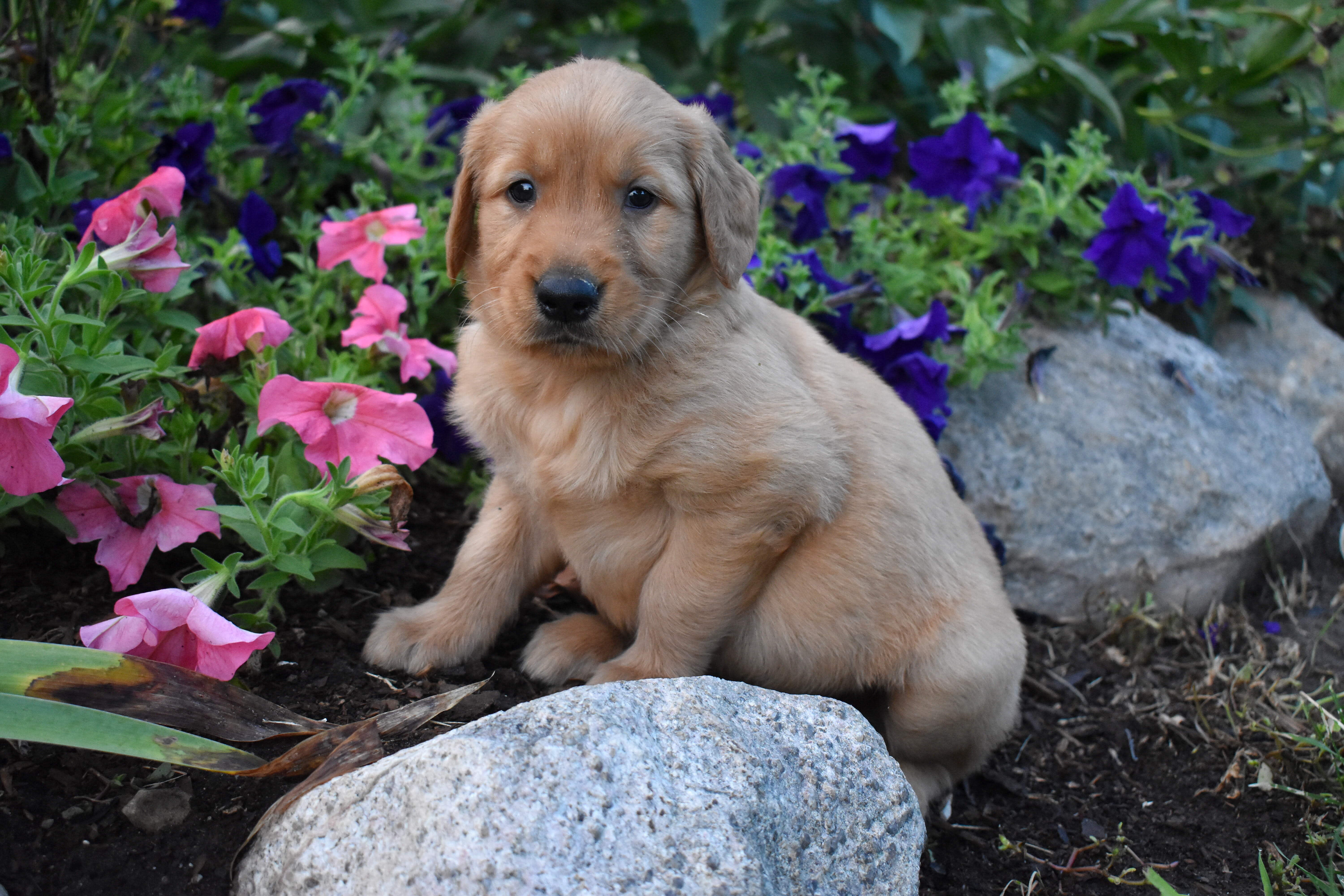 puppy