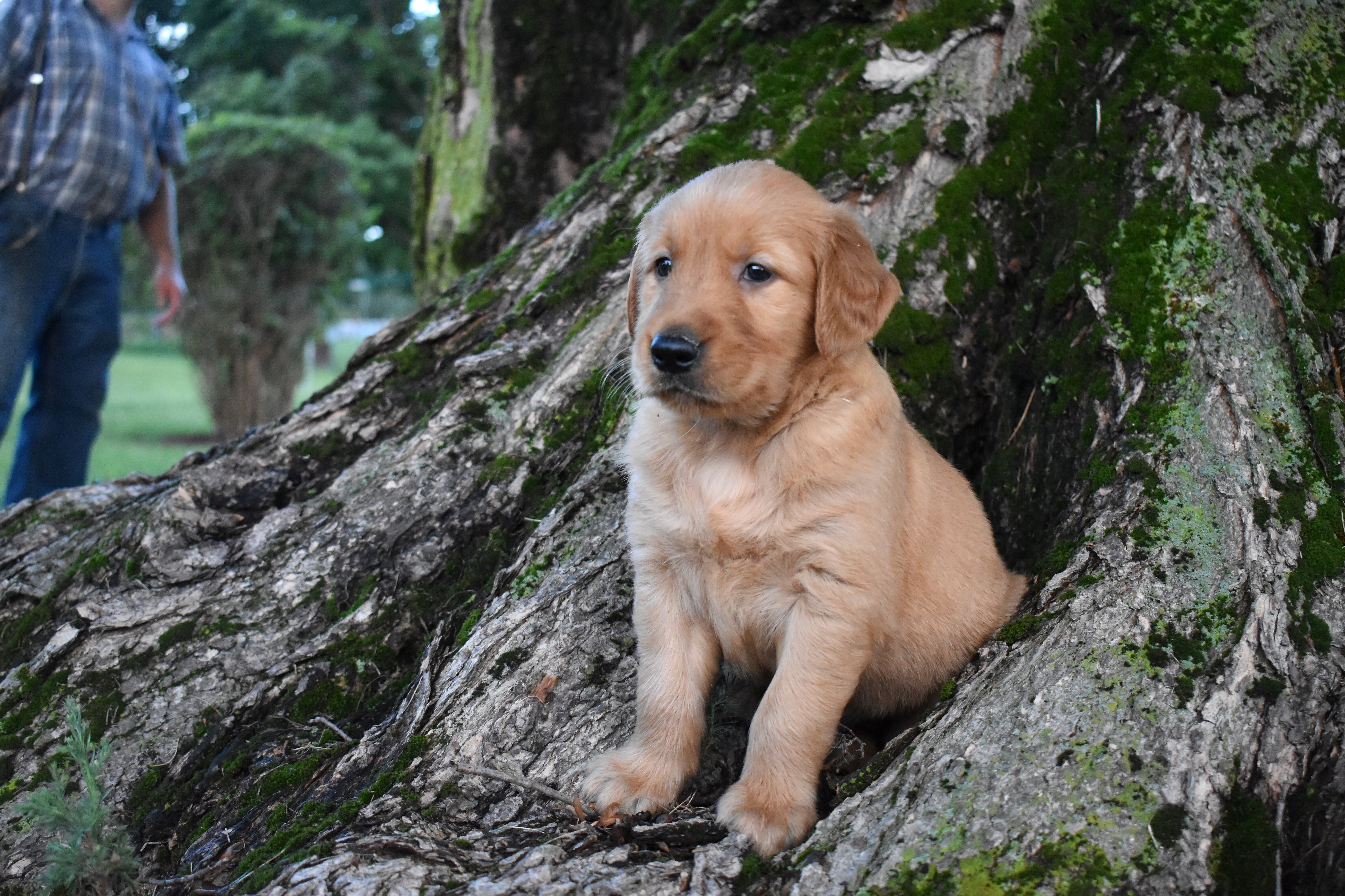 puppy